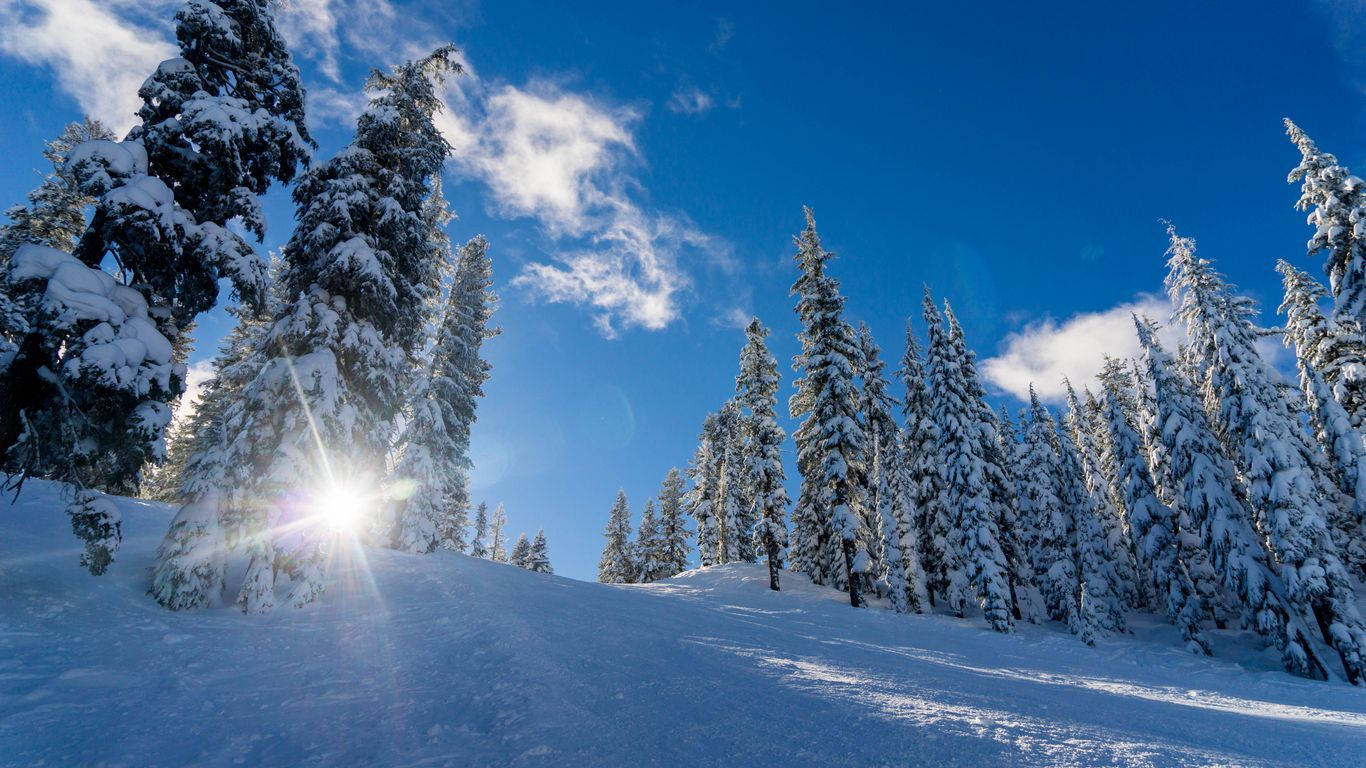 桌布 壁紙 — 陽光穿透積雪的常青樹，映襯著湛藍的天空，呈現出一片純淨的冬日森林。