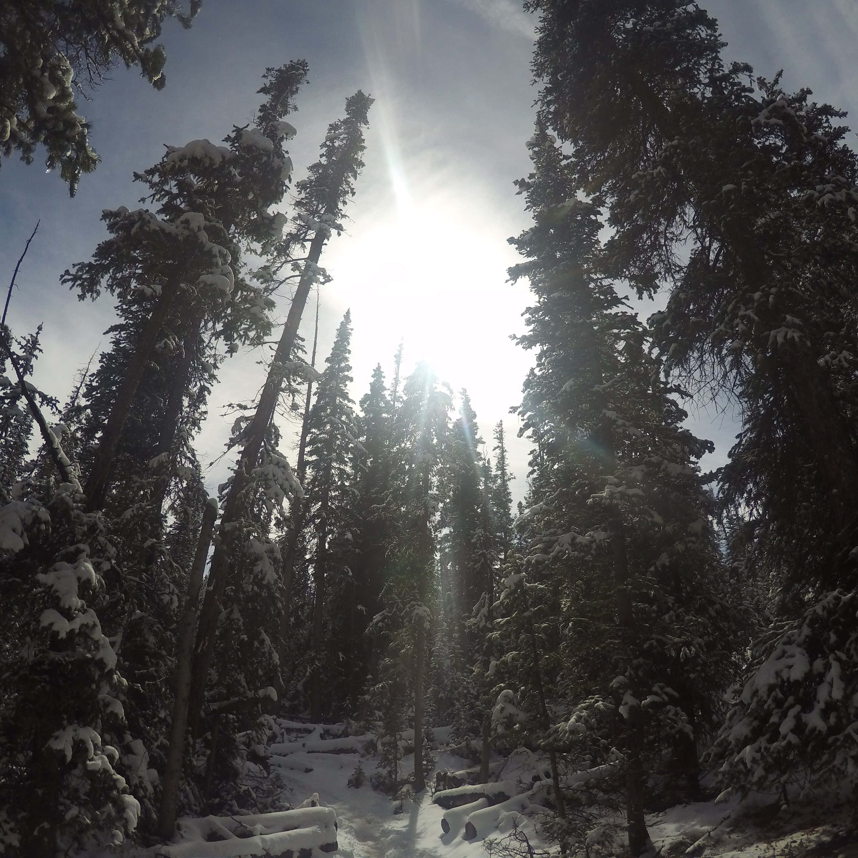 桌布 壁紙 — 陽光穿透積雪的常青樹，灑落在寧靜的冬日森林空地上。