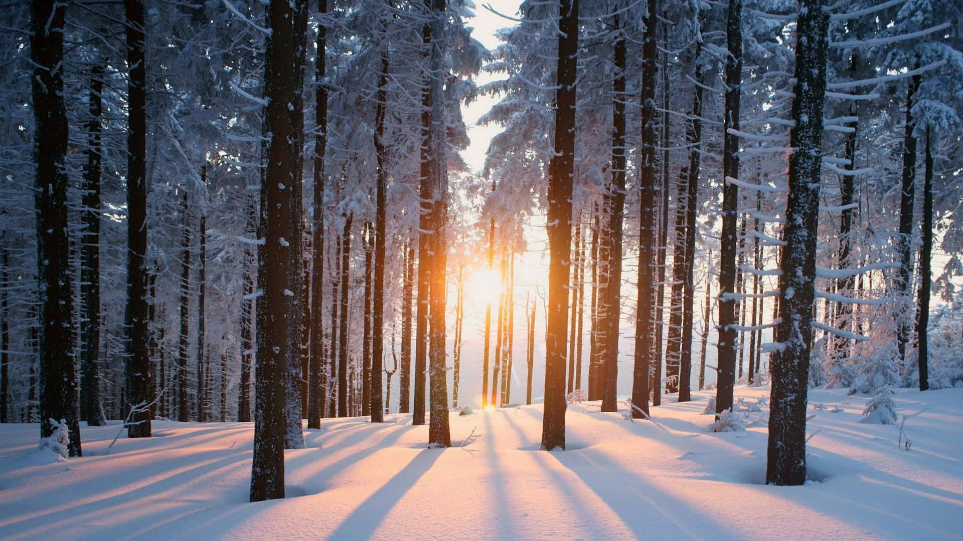 Winter Forest 桌布 壁紙 — 陽光穿透積雪的松樹，在純淨的冬季森林地面上投下長長的金色陰影。