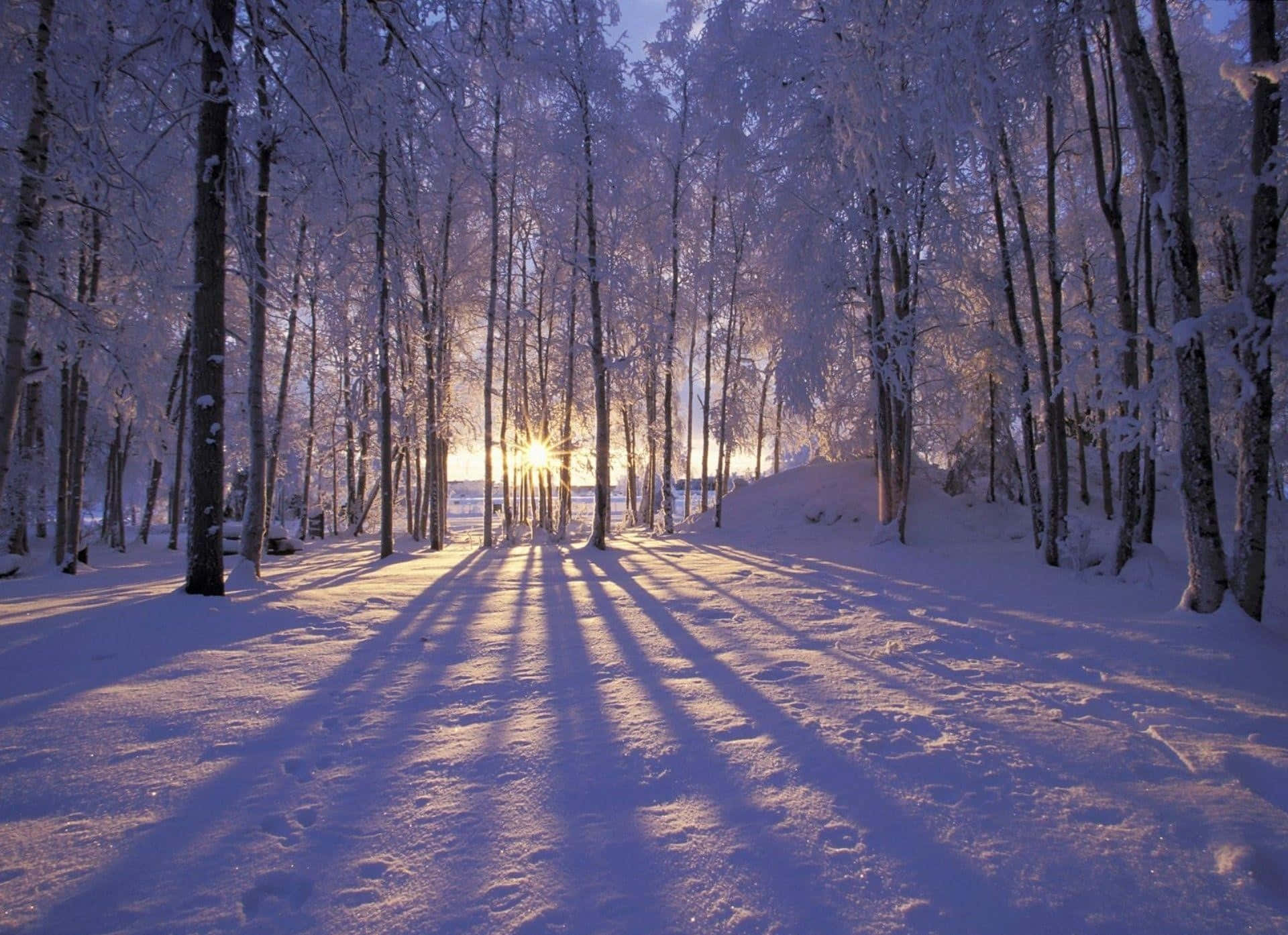 winter wonderland 桌布 壁紙 — 陽光穿透積雪的樹木，在純淨的冬日森林地面上投下長長的金色陰影。