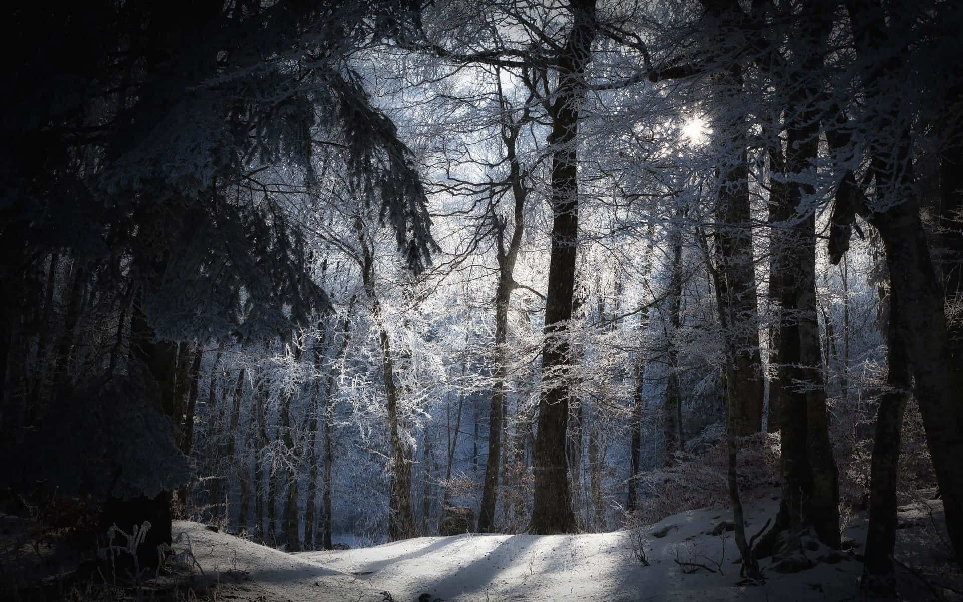森林 桌布 壁紙 — 陽光穿透積雪的樹枝，在寧靜的冬日森林中將空靈的光束投射在雪地上。