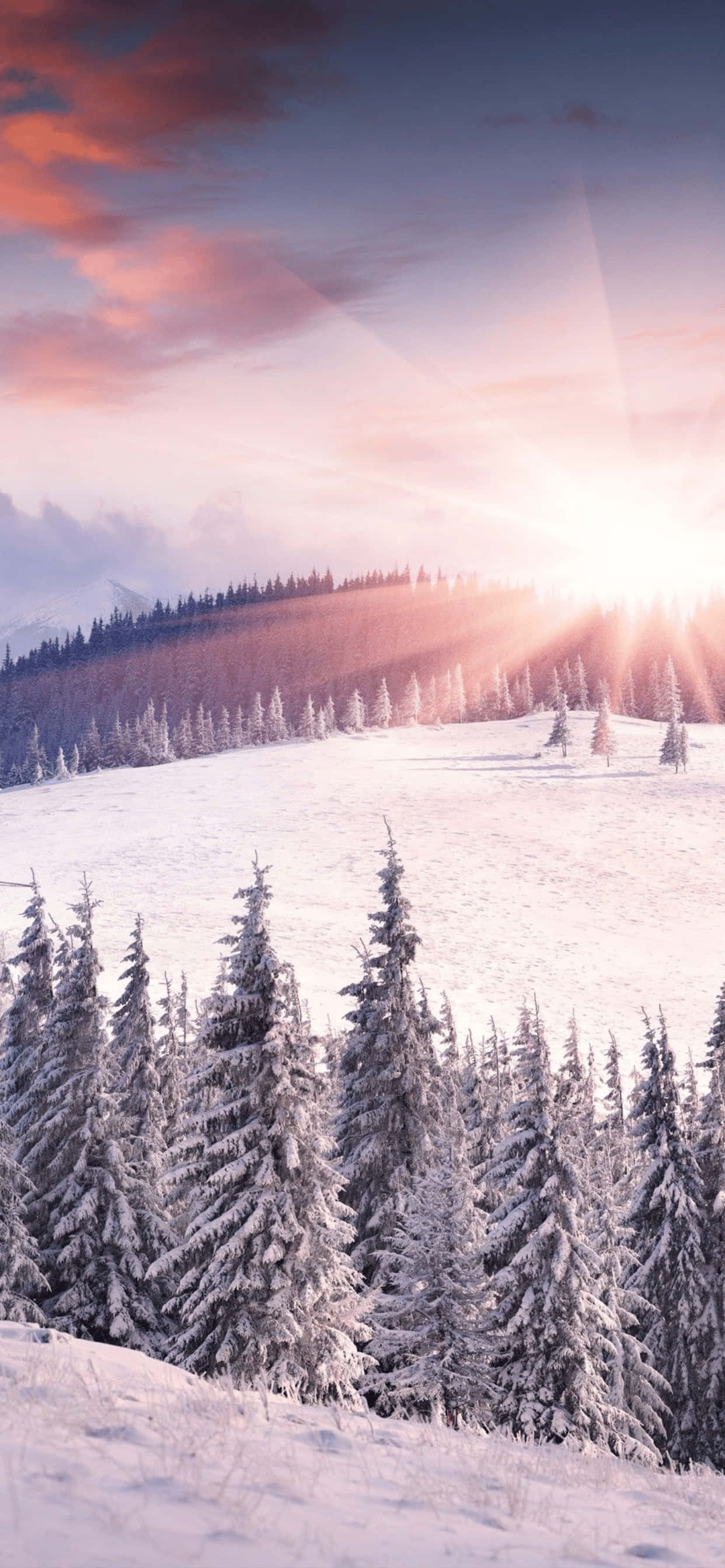 Hill 桌布 壁紙 — 陽光穿透粉紅雲層，灑落在白雪覆蓋的松樹林上，構成寧靜的冬日山景。