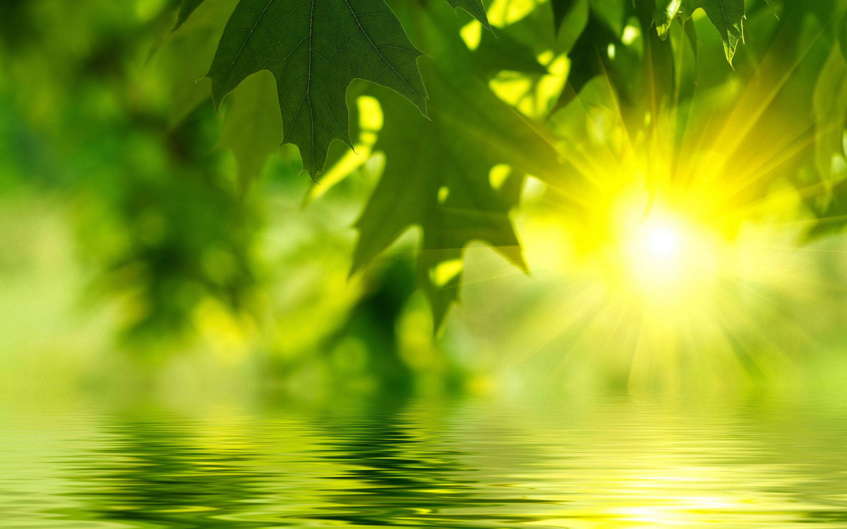 太陽 桌布 壁紙 — 陽光穿透翠綠的樹葉，灑落在平靜如鏡的水面上。
