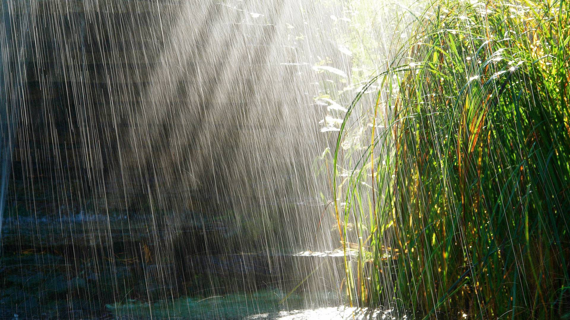 下雨 桌布 壁紙 — 陽光穿透落下的雨滴，照亮了黑暗水面旁高大的綠色蘆葦。