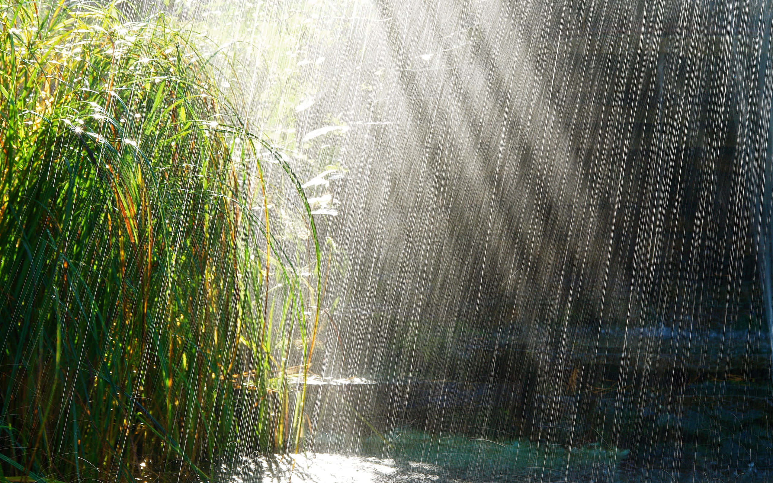 Grass 桌布 壁紙 — 陽光穿透落下的雨滴，照亮了黑暗水面旁高大的綠色蘆葦。