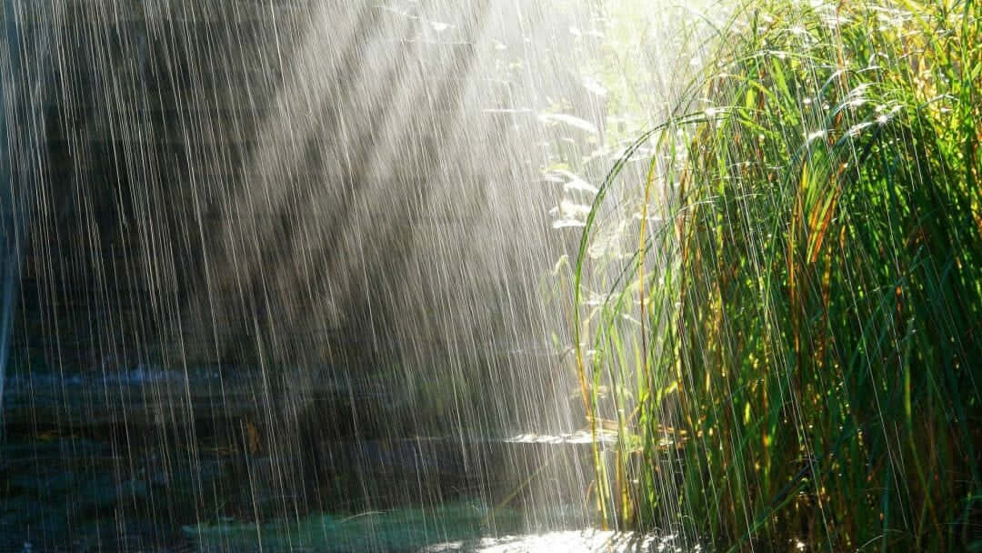 Rain Desktop 桌布 壁紙 — 陽光穿透落下的雨滴，照亮了黑暗水面旁高大的綠色蘆葦。