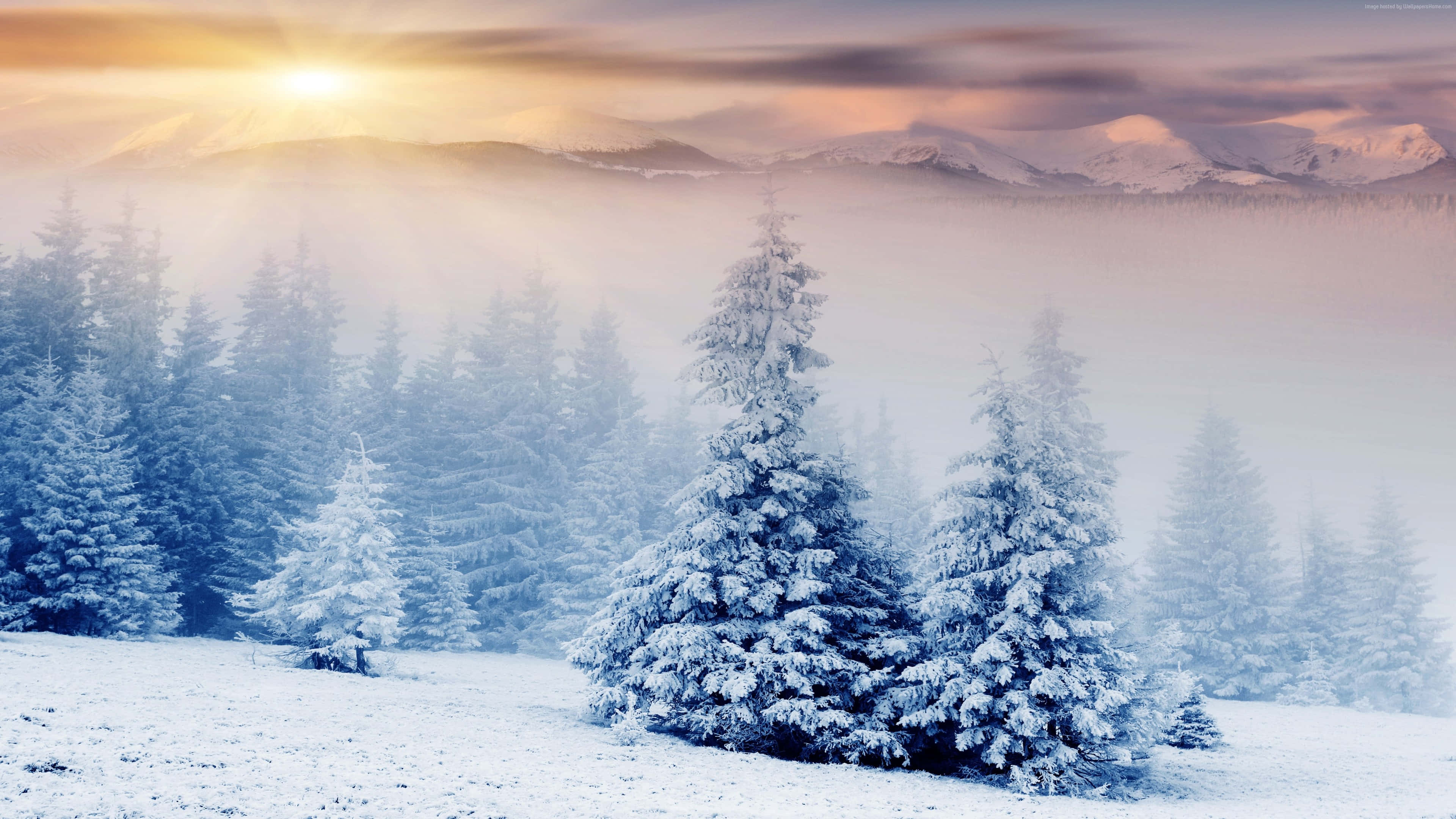 Beautiful Winter 桌布 壁紙 — 陽光穿透薄霧，灑落在白雪覆蓋的松樹和遠山之上，呈現寧靜的冬日黎明景象。