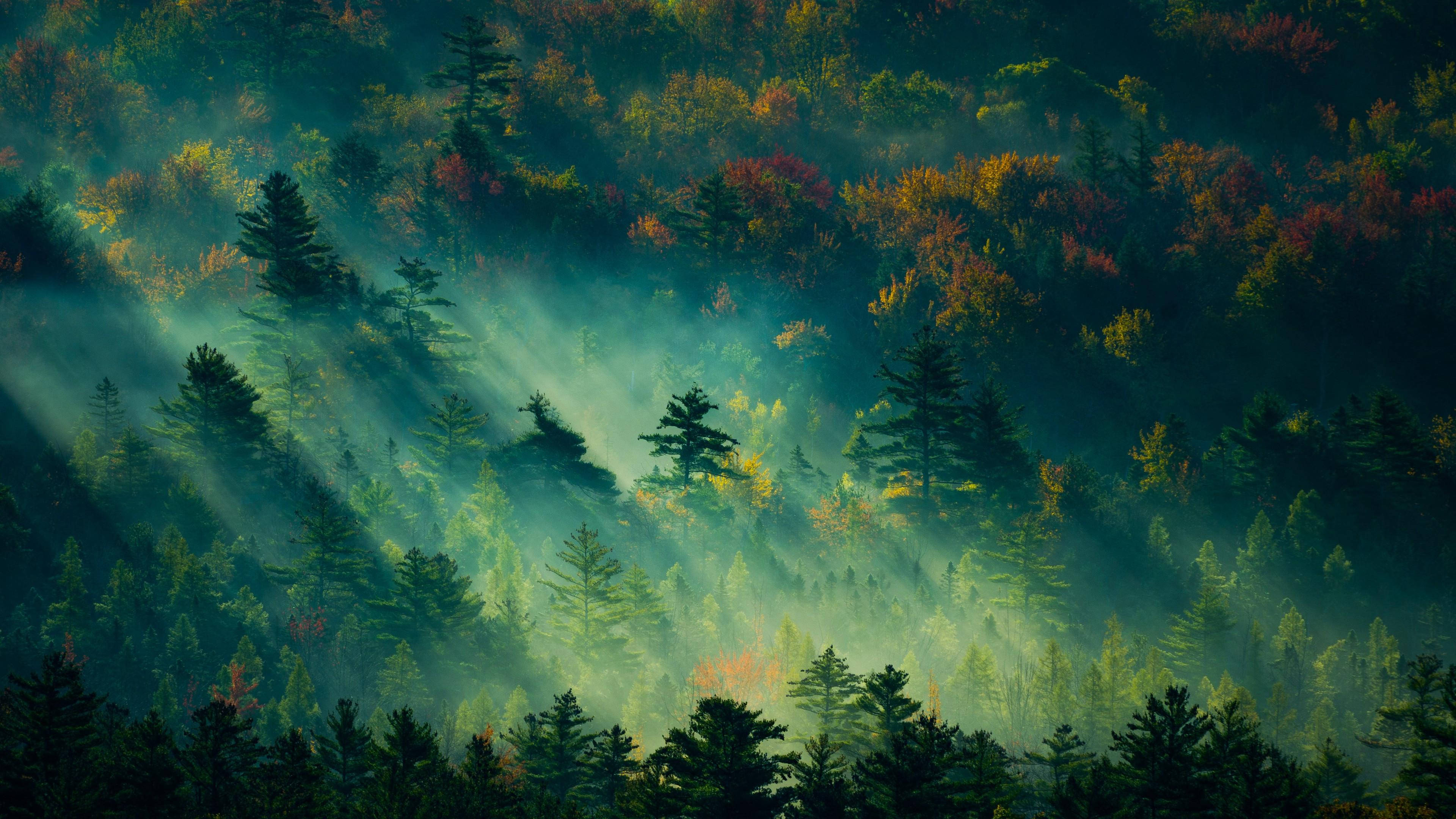 4K Forest 桌布 壁紙 — 陽光穿透薄霧籠罩的秋日森林山丘，閃耀著鮮豔的紅色、橙色和綠色樹葉。