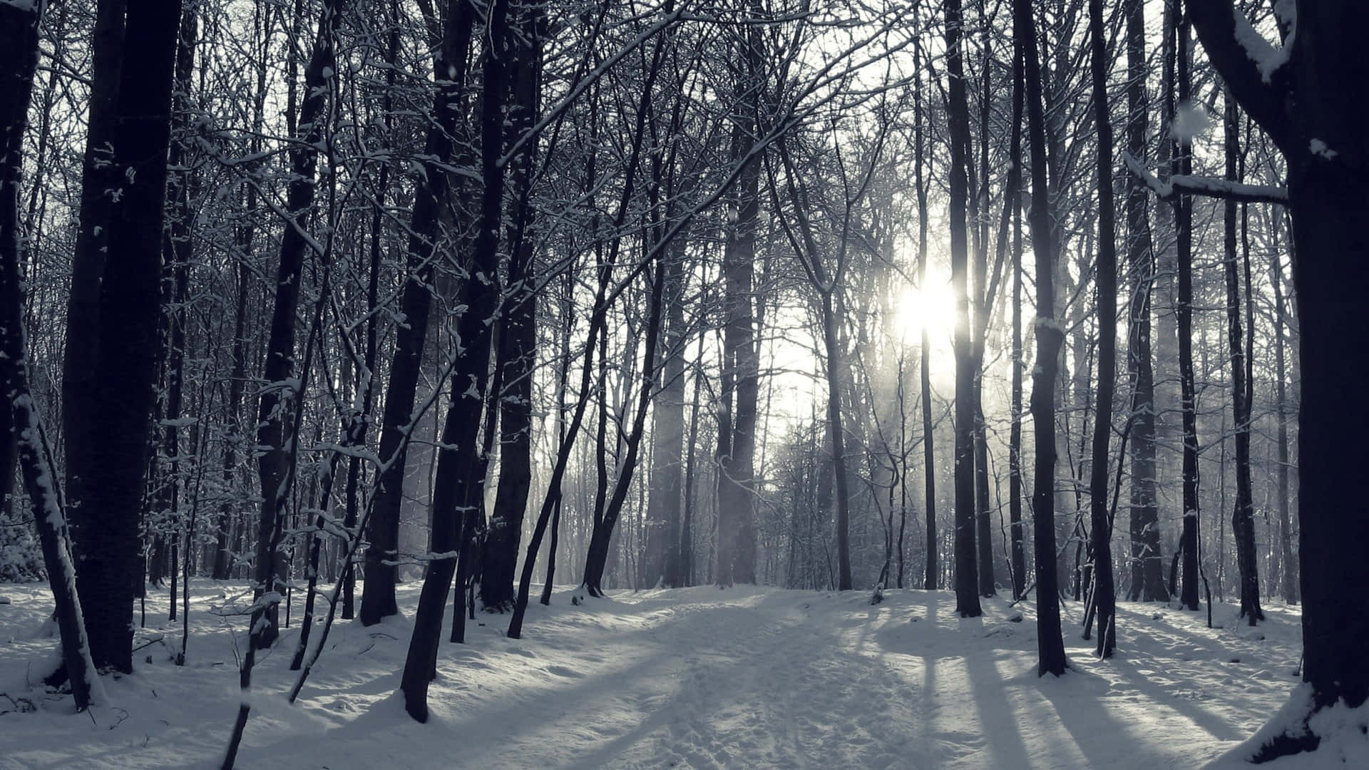 Winter Forest 桌布 壁紙 — 陽光穿透覆蓋著白雪的禿樹，在寧靜的冬季森林小徑上投下長長的影子。