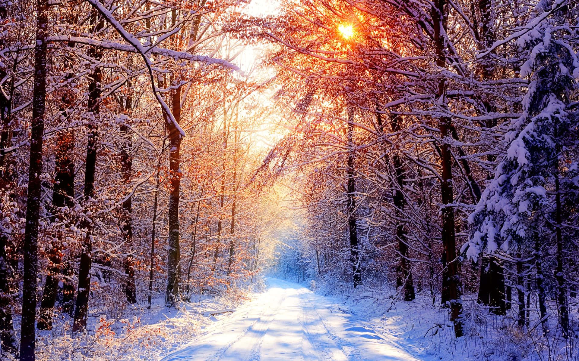 Snowy Forest 桌布 壁紙 — 陽光穿透覆蓋著雪霜的樹木，在寧靜的冬季森林小徑上灑下金色光芒。