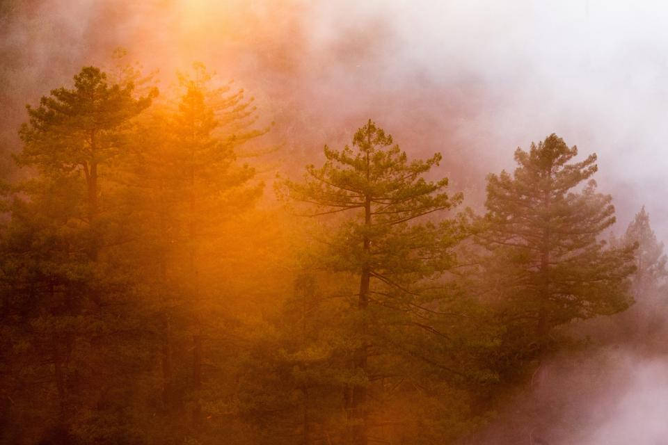 霧濛濛的森林 桌布 壁紙 — 陽光穿透迷濛的橙色薄霧，照亮寧靜森林場景中的高大松樹。