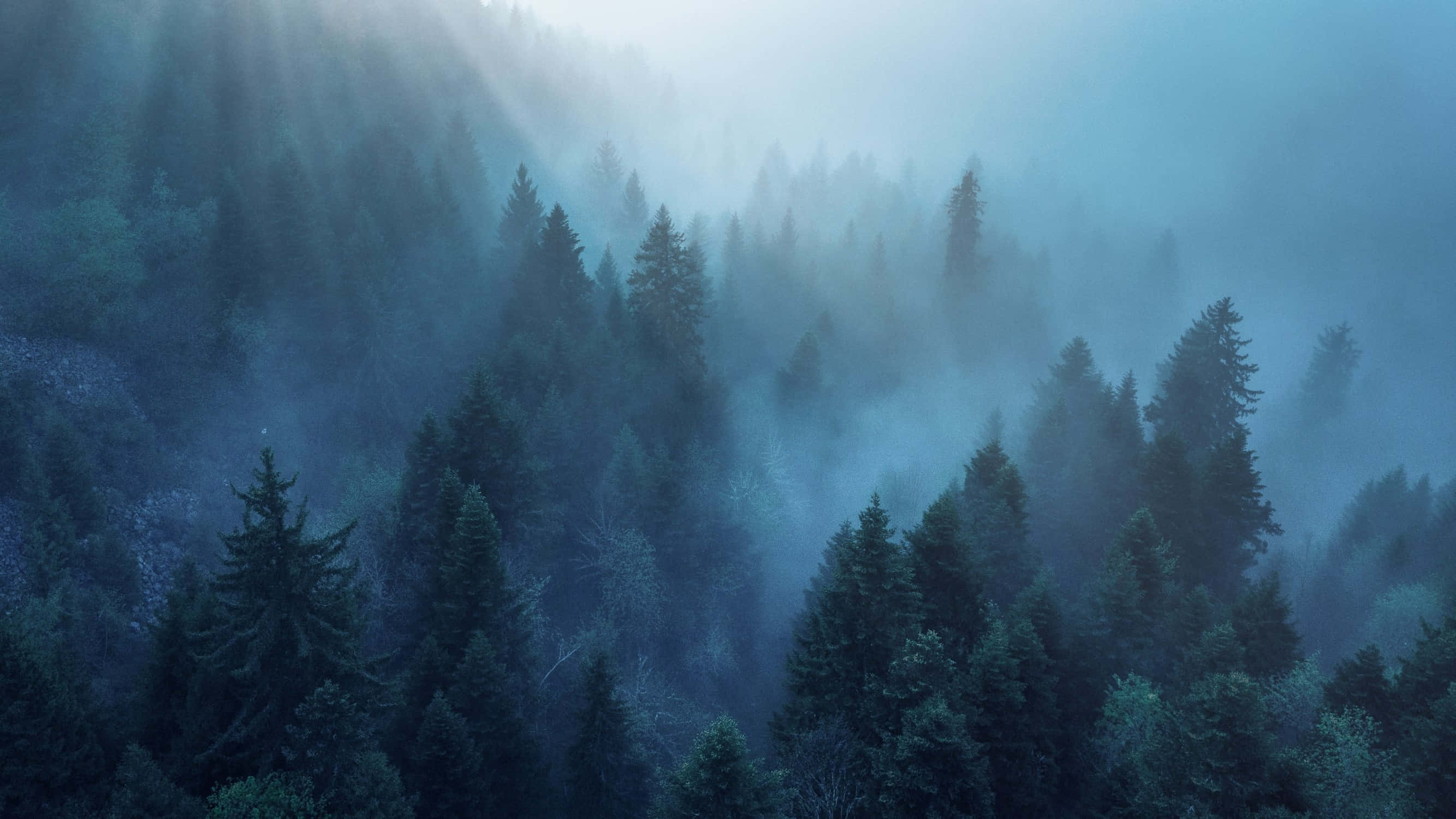 山景 桌布 壁紙 — 陽光穿透迷濛的藍色調，照亮了寂靜清晨中茂密的松樹林。