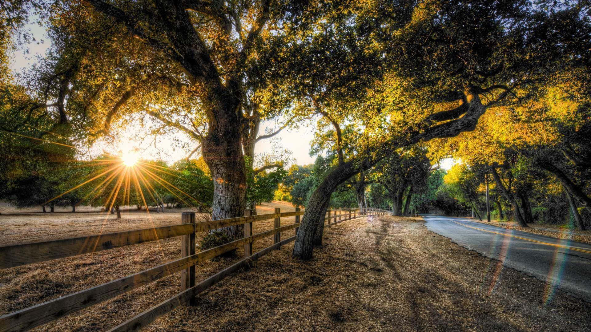 Olive Tree 桌布 壁紙 — 陽光穿透金黃色的秋葉，在木柵欄旁的蜿蜒道路上投下長長的影子。