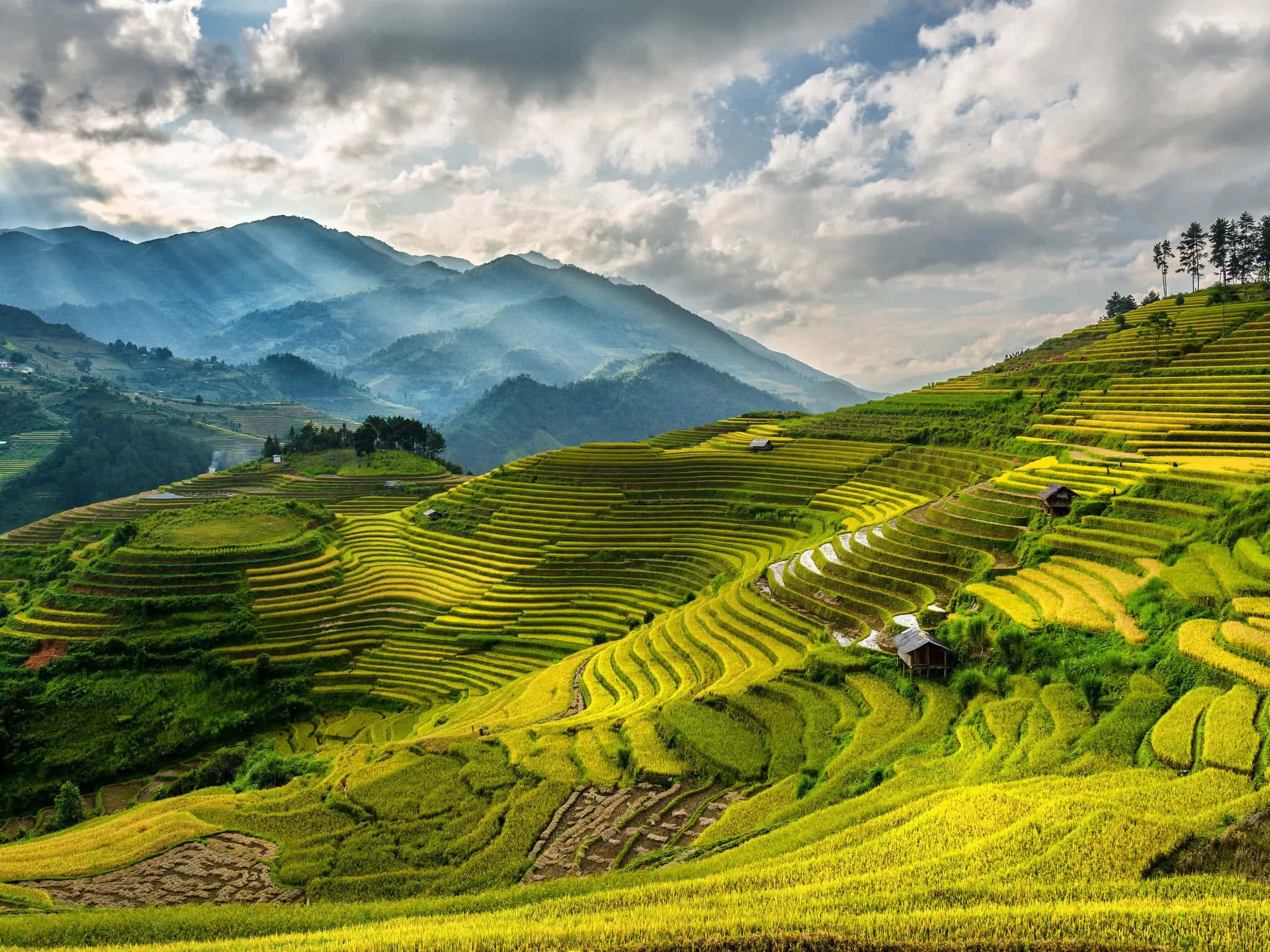 Asia 桌布 壁紙 — 陽光穿透雲層，照亮了蜿蜒於霧氣繚繞的山坡上、充滿活力的綠色和金色梯田。