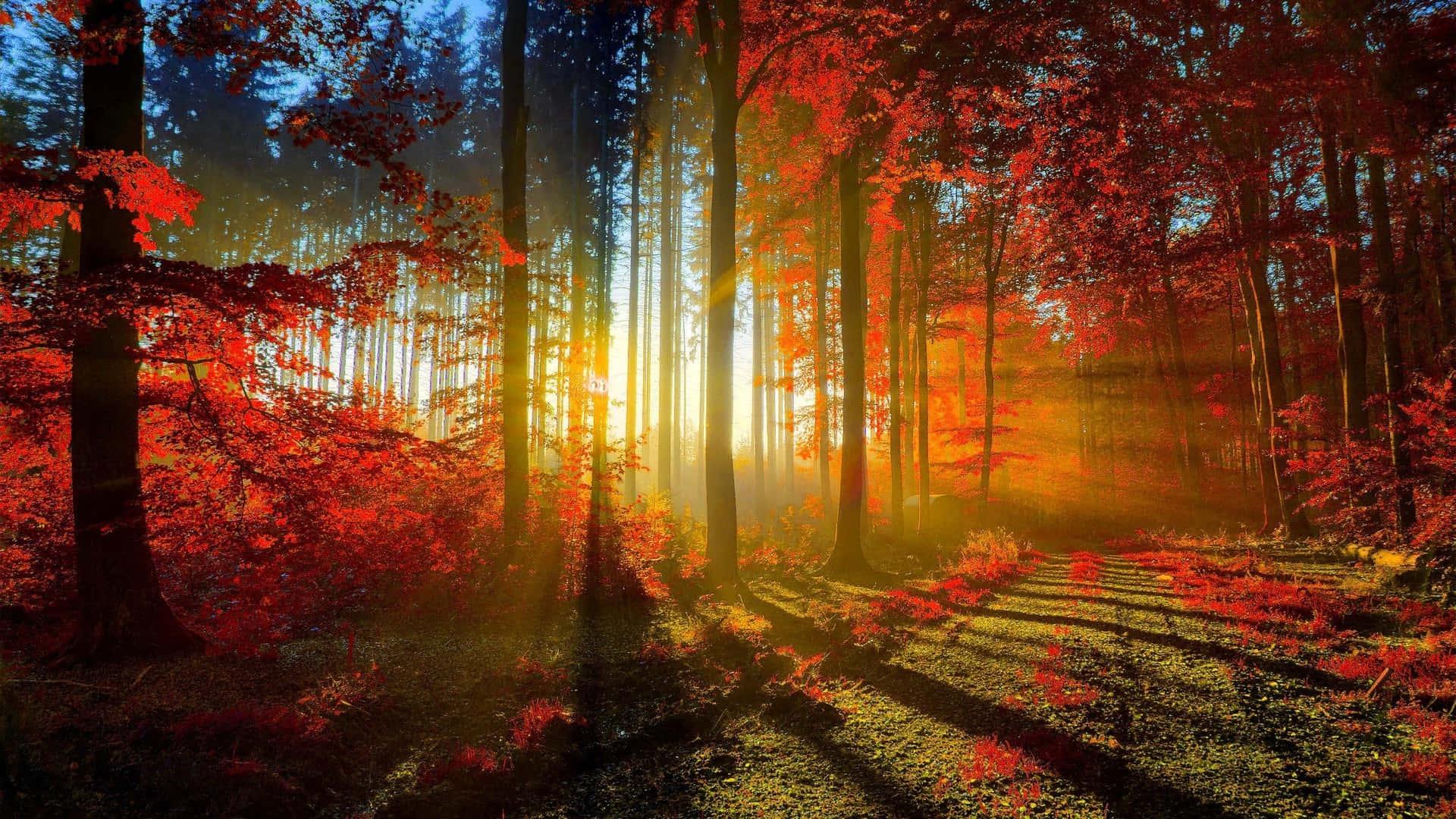 森林 桌布 壁紙 — 陽光穿透霧氣森林中鮮豔的紅色秋葉，形成戲劇性的金色光束和長長的陰影。