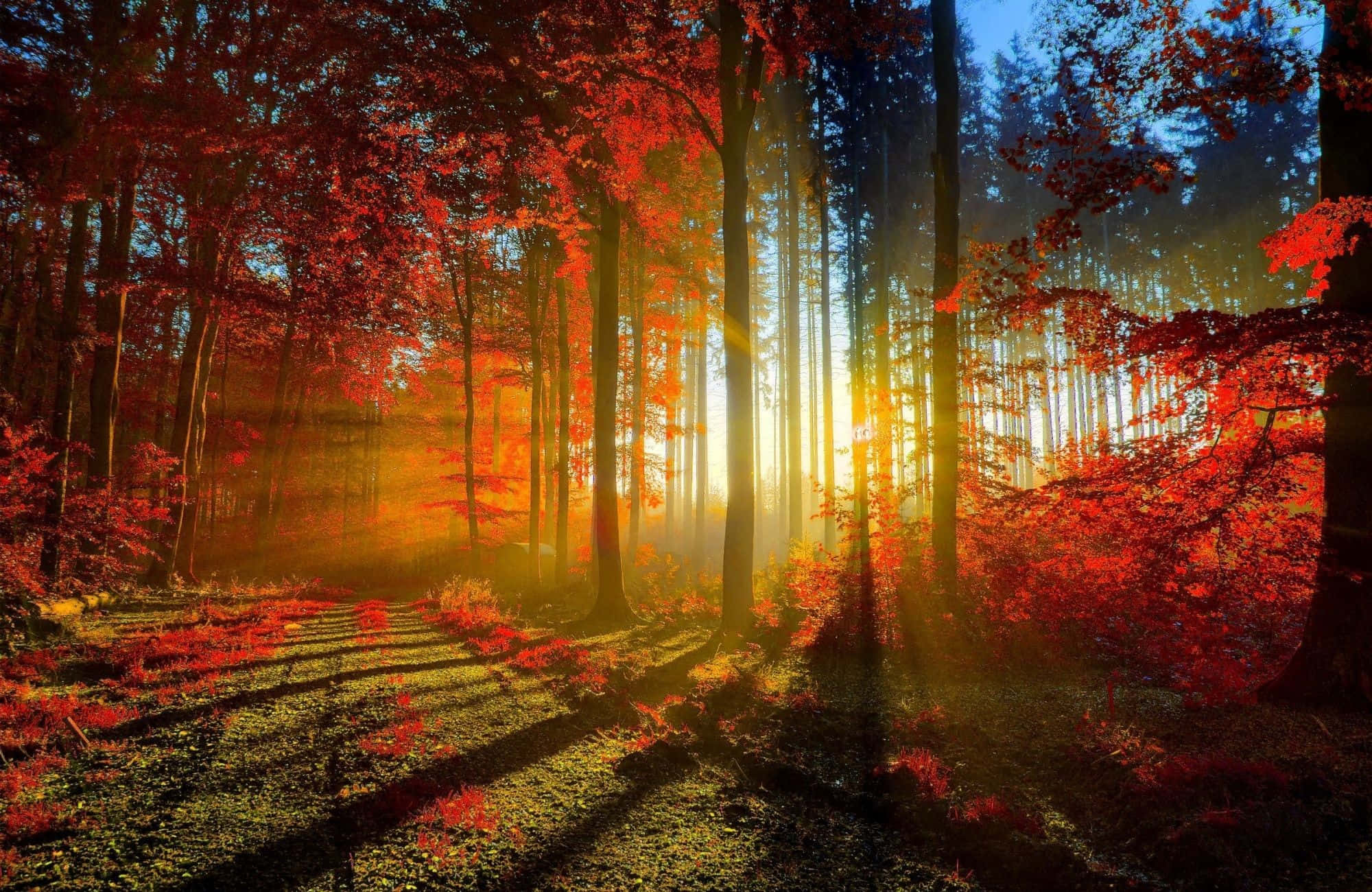 Forest Desktop 桌布 壁紙 — 陽光穿透霧氣森林中鮮豔的紅色秋葉，在森林地面上投下長長的金色陰影。