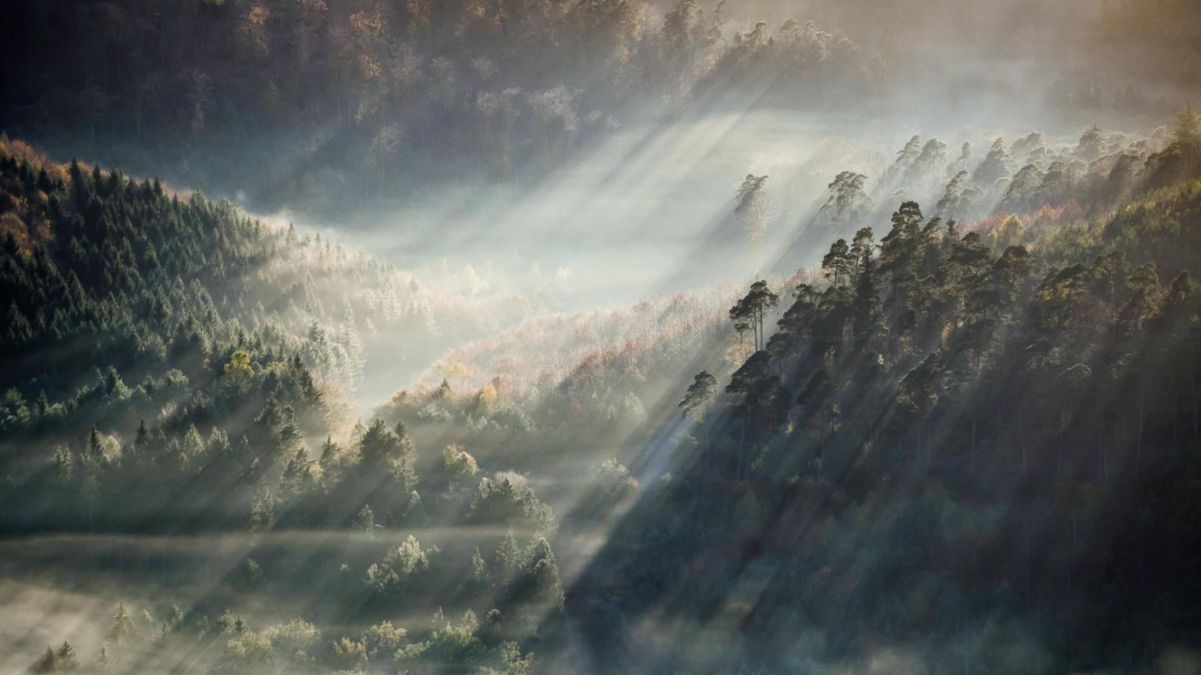 Twilight Aesthetic 桌布 壁紙 — 陽光穿透霧氣瀰漫的山谷，照亮了起伏山丘上的秋樹。