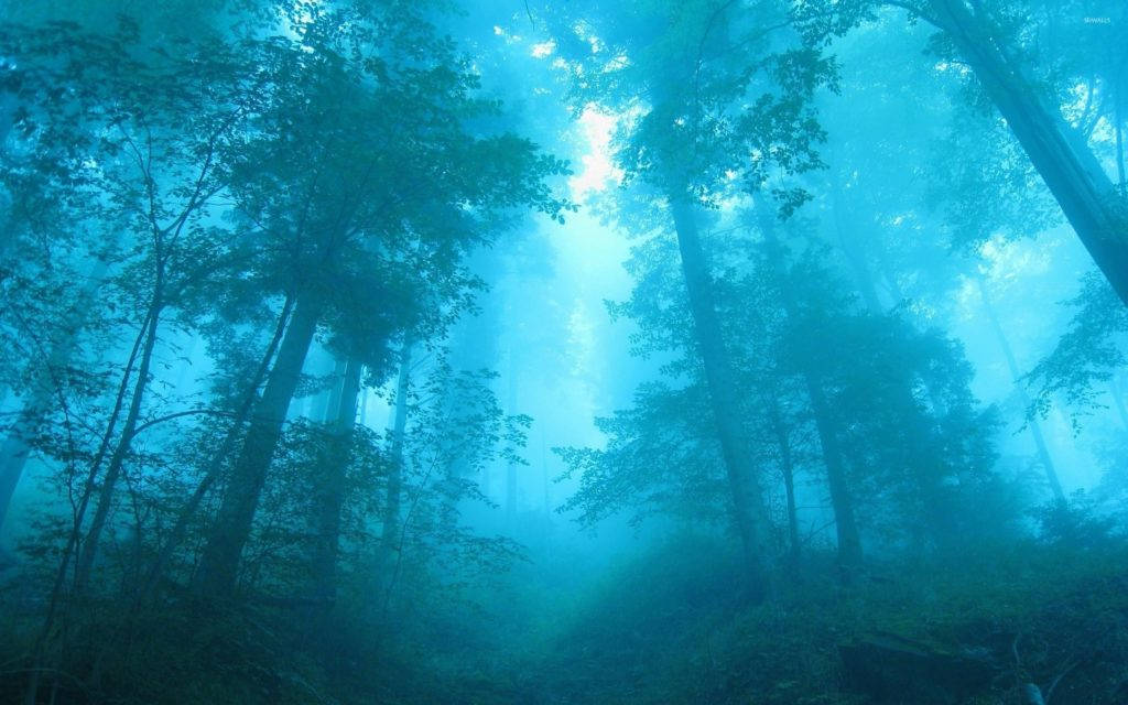 Foggy 桌布 壁紙 — 陽光穿透霧氣瀰漫的藍色森林中高聳的樹木，形成空靈的光束。