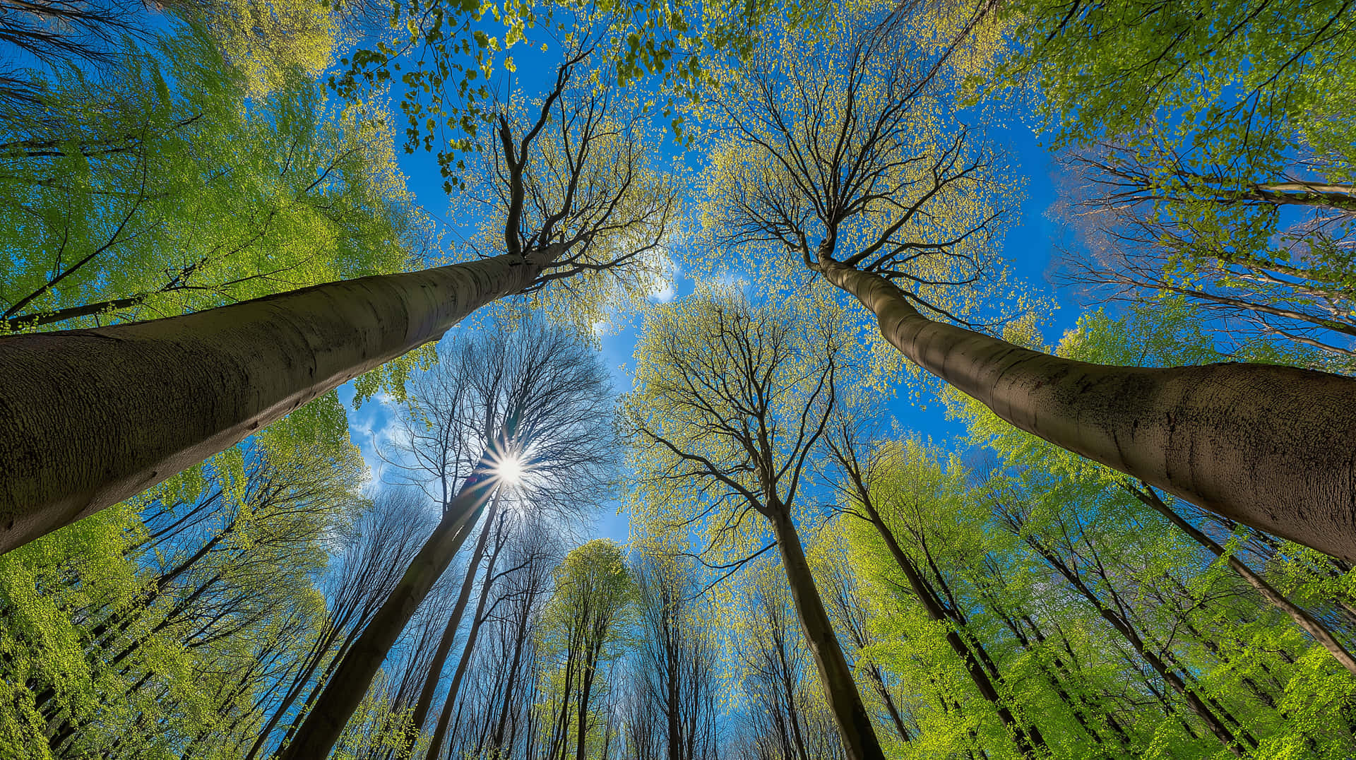 Sunburst Through Verdant Spring Forest Canopy from Below 壁紙 — 陽光穿透高聳樹木的鮮綠葉片，映襯著清澈的藍天。