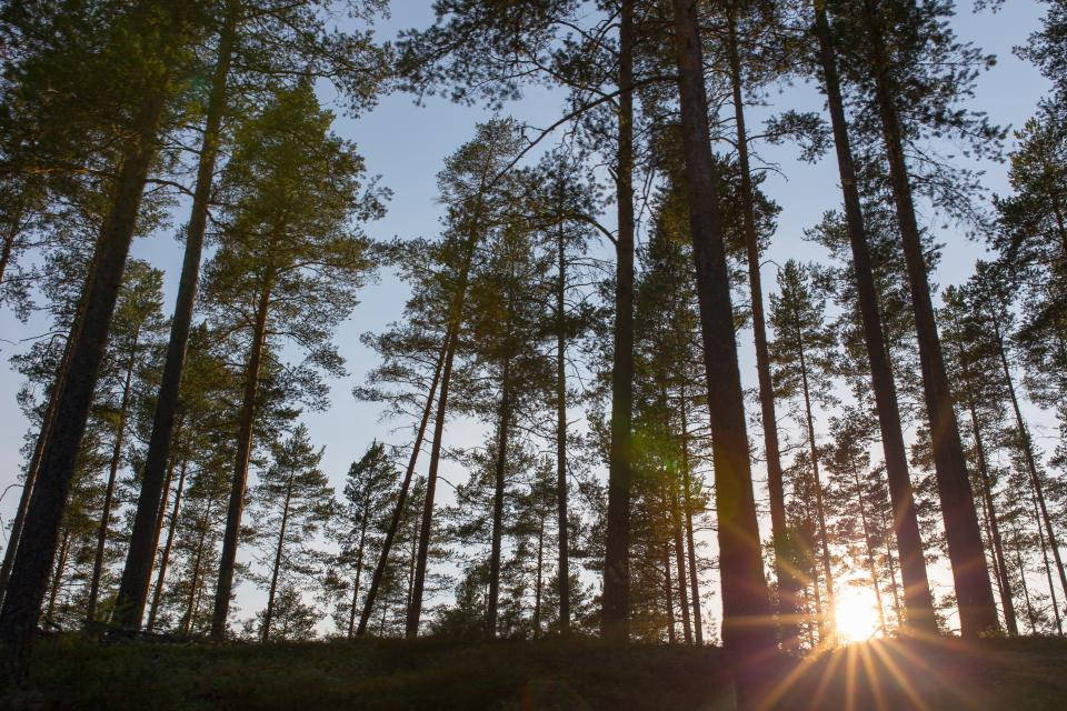 Sunrise Nature 桌布 壁紙 — 陽光穿透高聳的松樹，在寧靜的森林中投下長長的影子，正值黃金時刻。