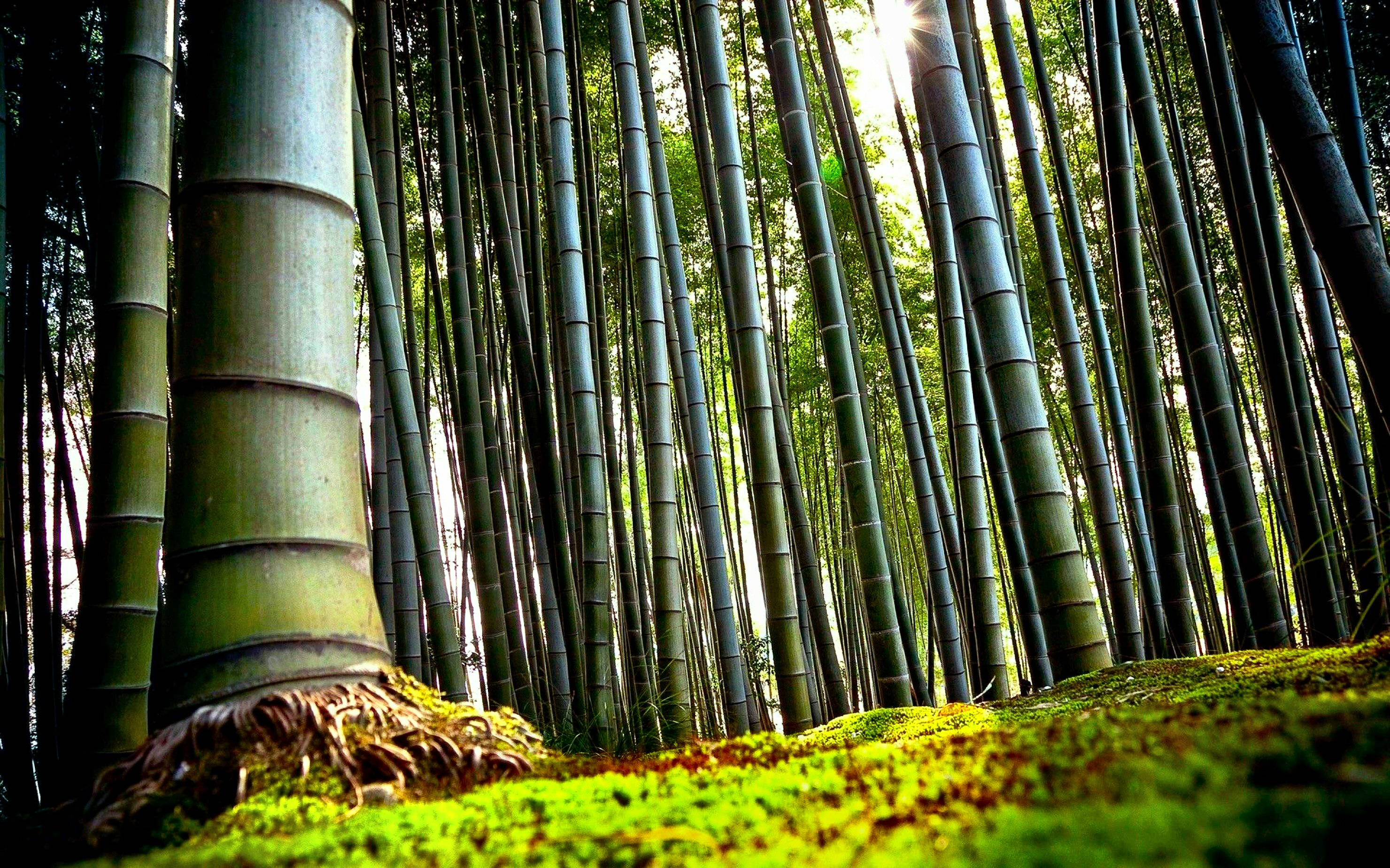 Bamboo 桌布 壁紙 — 陽光穿透高聳的竹莖，在下方鮮綠的苔蘚上投下斑駁的光影。