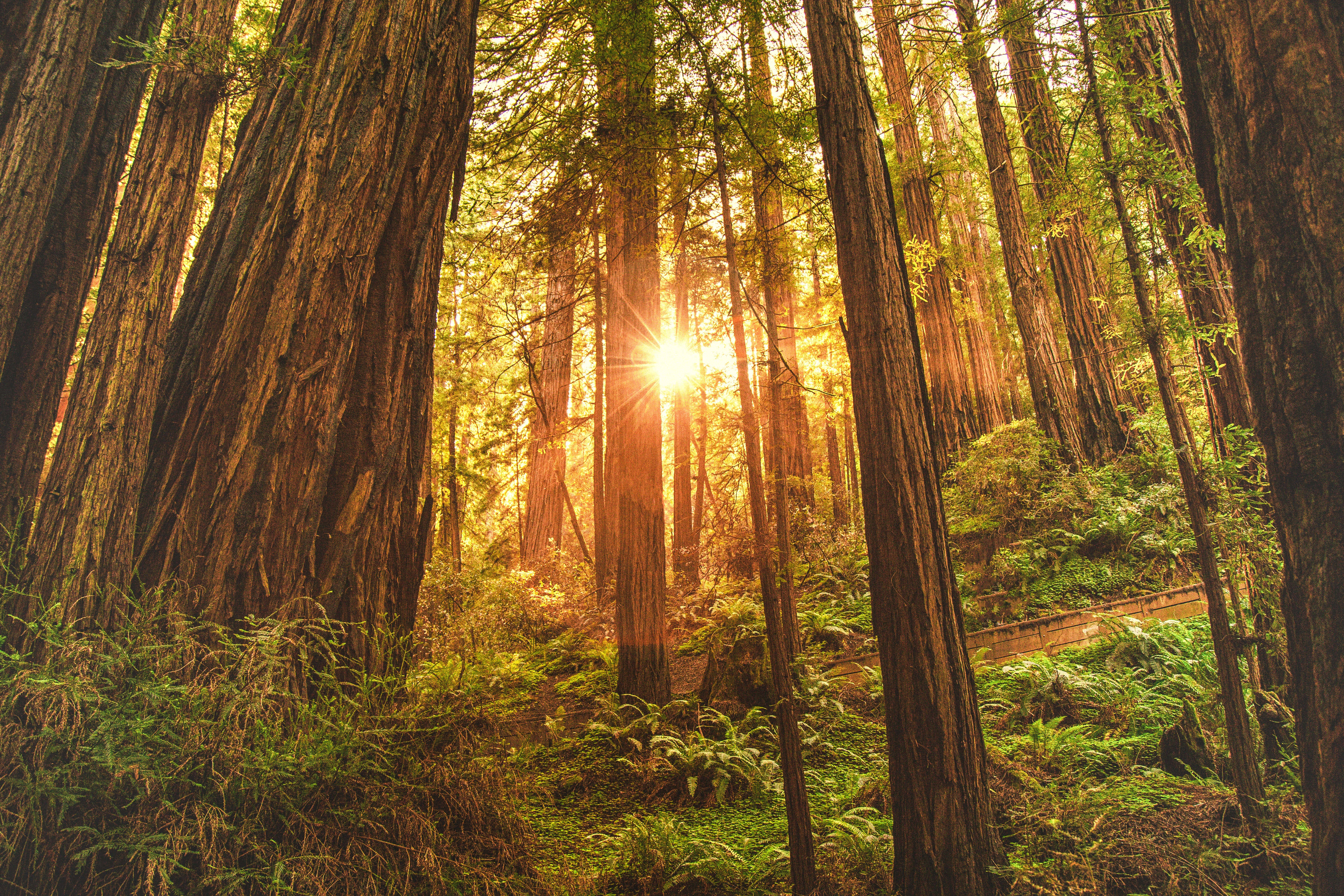 Redwood Trees 桌布 壁紙 — 陽光穿透高聳的紅杉樹，將金色光芒灑在鬱鬱蔥蔥的綠色森林地面上。