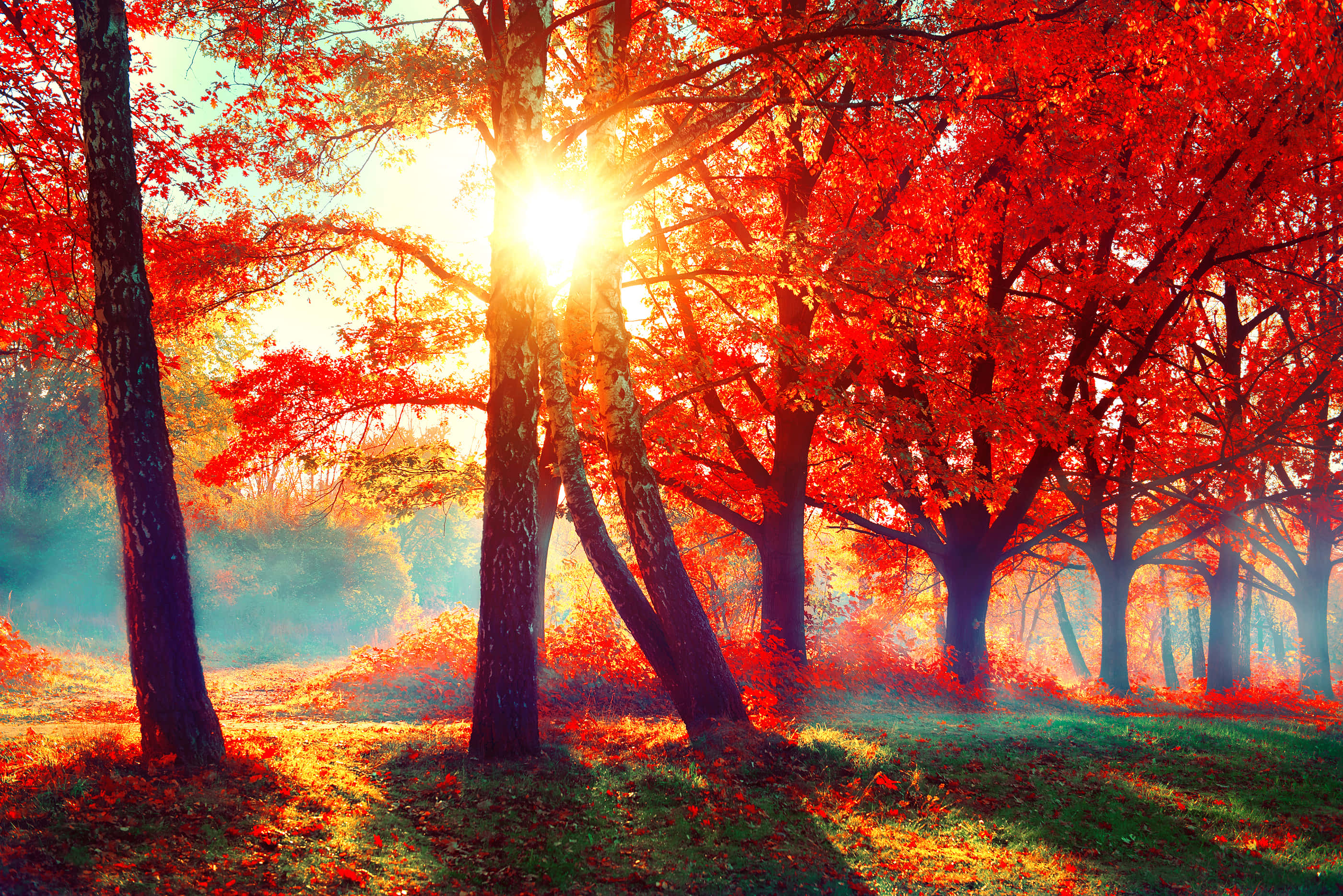 Sunshine 桌布 壁紙 — 陽光穿透鮮豔的紅色秋樹，在霧氣瀰漫的森林地面上投下金色光芒。