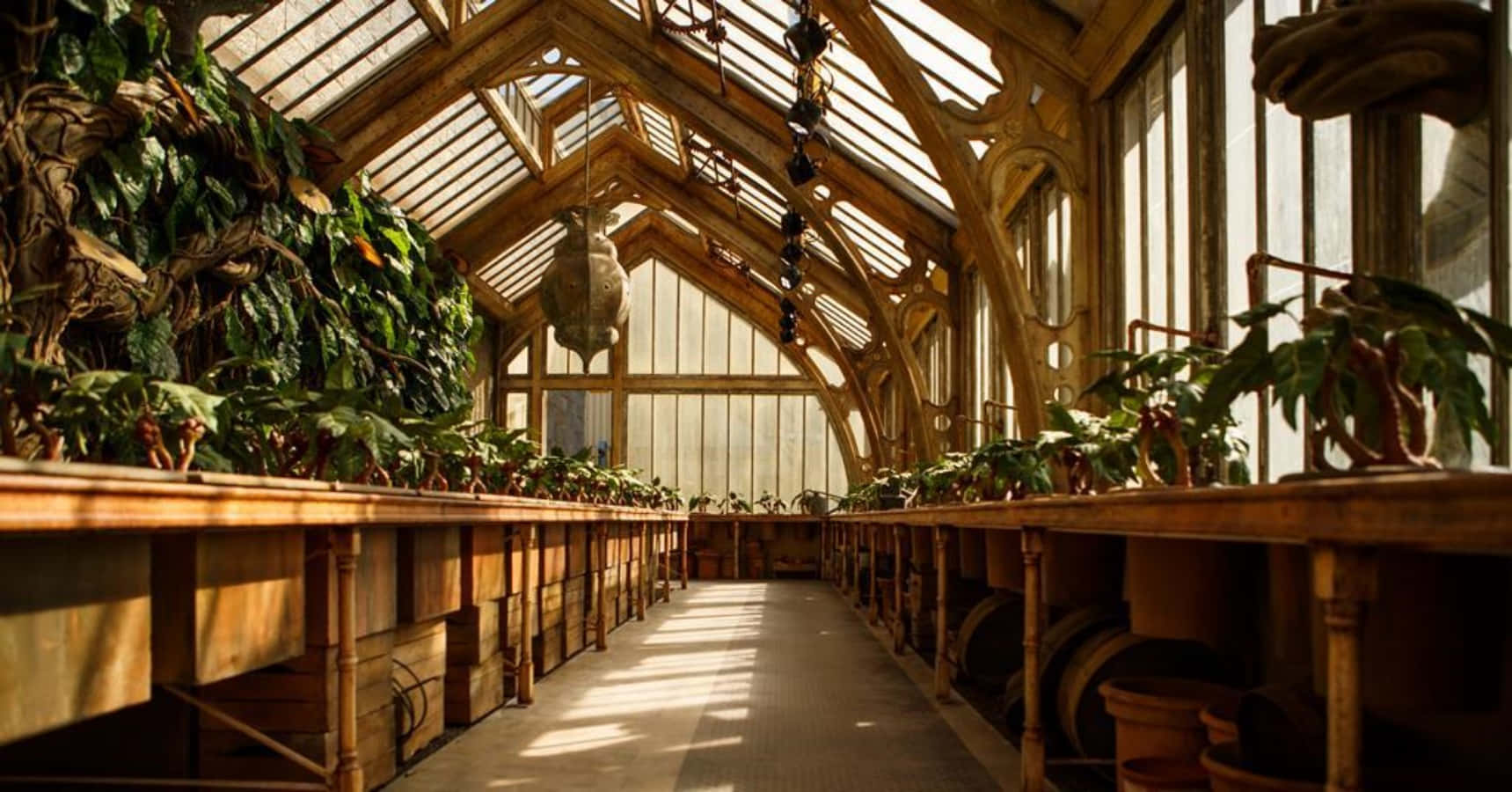 The Hogwarts Greenhouses 桌布 壁紙 — 陽光穿過一個巨大的木製溫室，裡面長滿了茂盛的綠色植物，擺放在長木凳上。