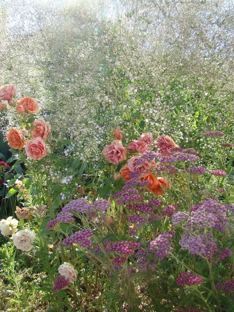 田園風 桌布 壁紙 — 陽光穿過一個茂盛的花園，園中綻放著粉紅玫瑰、紫色西洋蓍草和白色滿天星，營造出柔和夢幻的花卉掛毯。