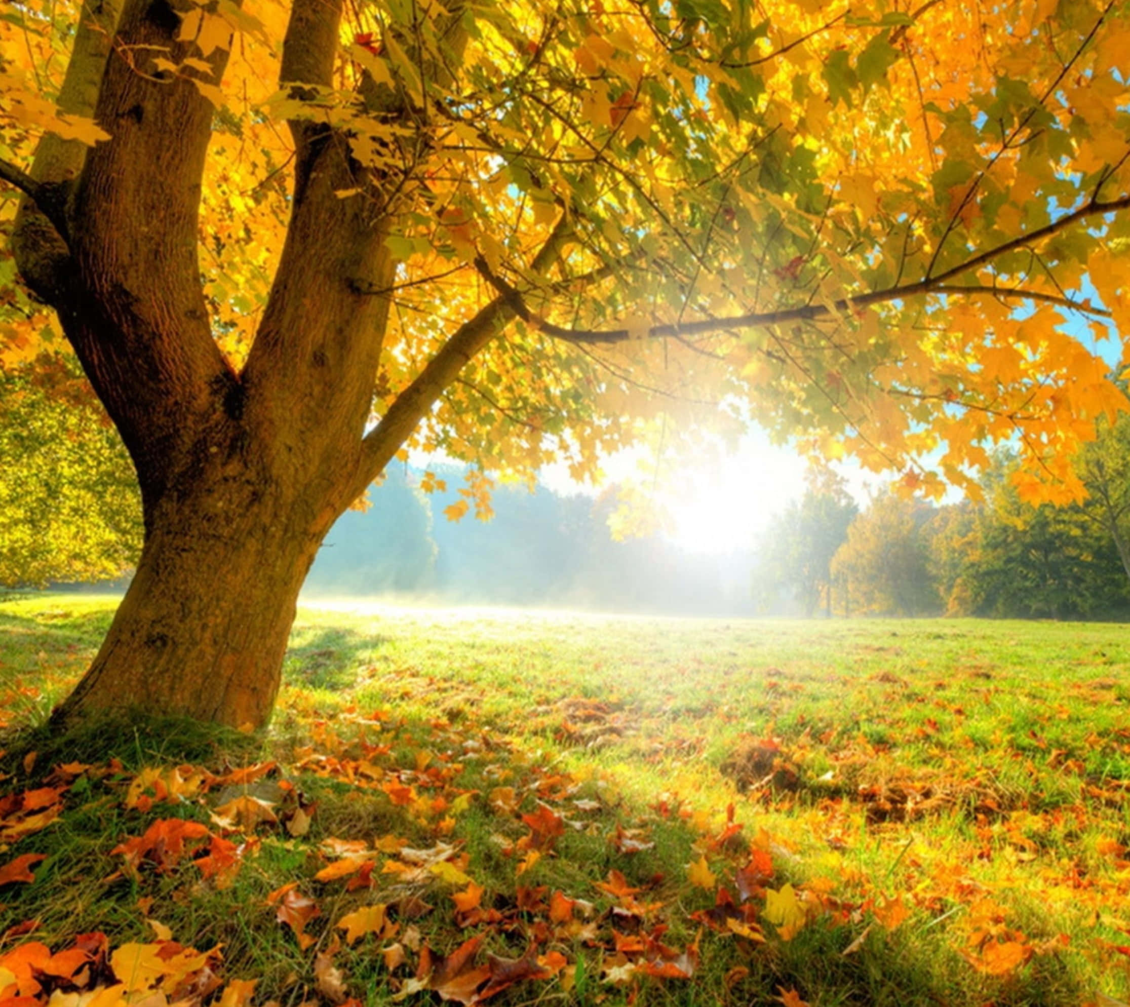 Autumnal Equinox 桌布 壁紙 — 陽光穿過一棵大樹的金色秋葉，將溫暖的光線灑在落葉覆蓋的草地上。