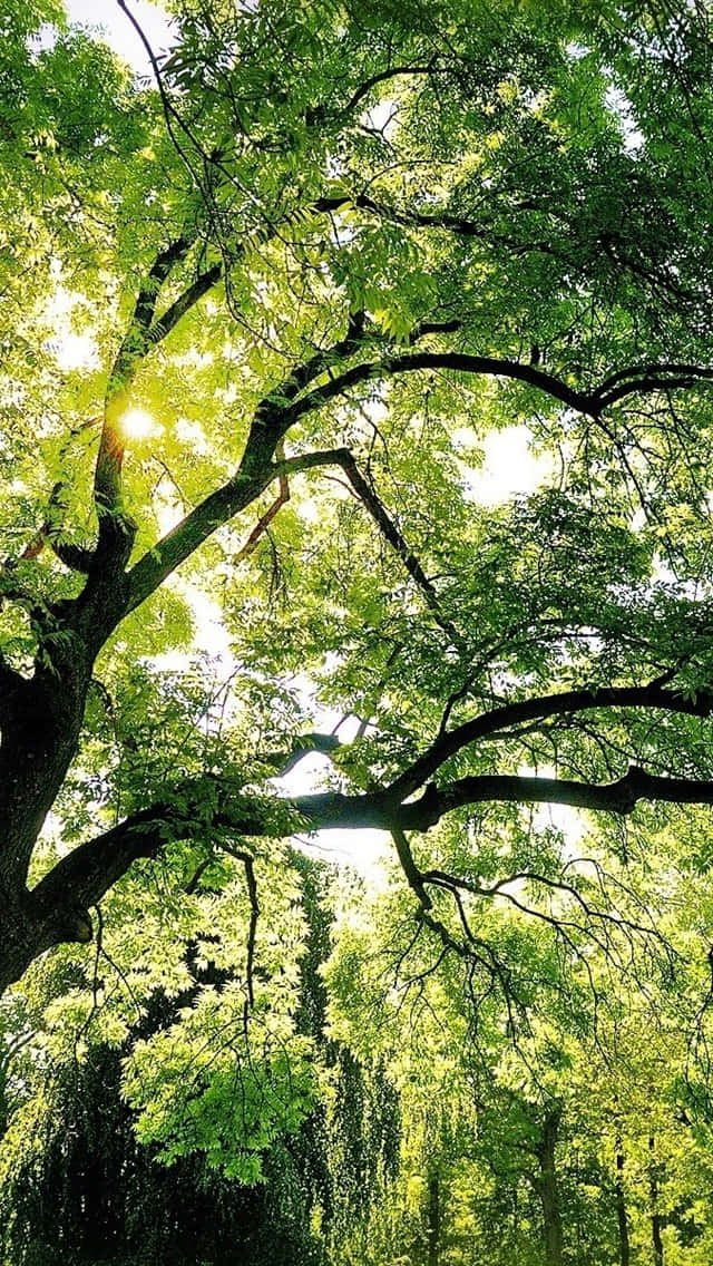 Trees iPhone 桌布 壁紙 — 陽光穿過一棵高聳樹木茂密的翠綠樹冠，樹枝向四周伸展。