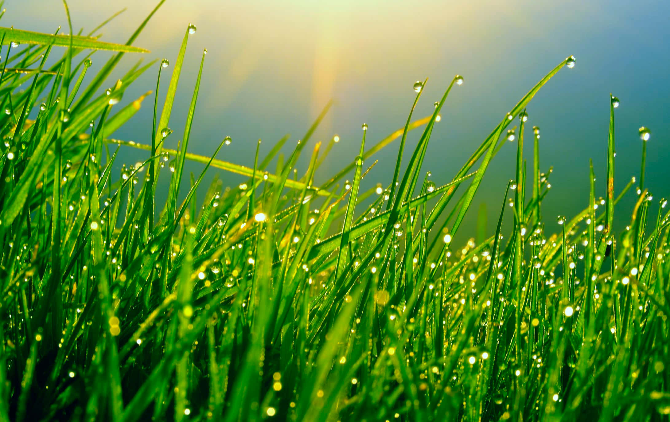Green Grass 桌布 壁紙 — 陽光穿過依附在鮮綠色草葉上的露珠閃爍，映襯著柔和的藍天。