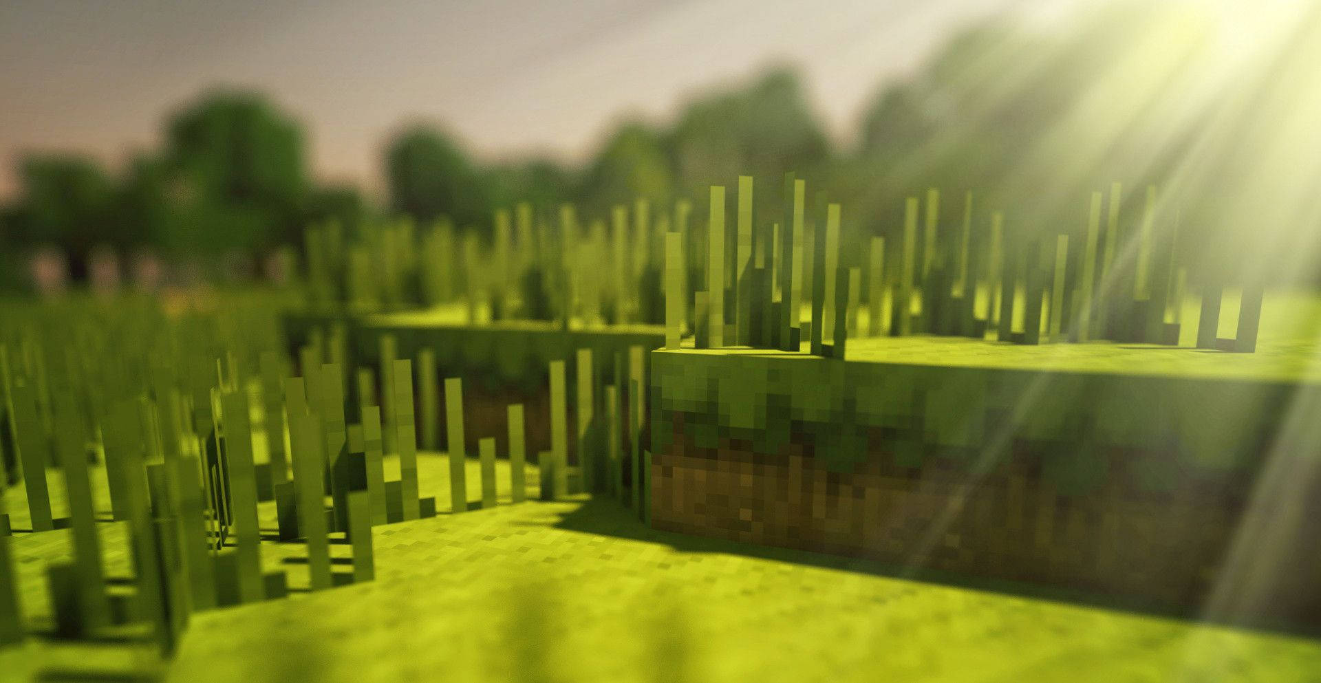 4K Minecraft 壁紙 桌布 壁紙 — 陽光穿過像素化的草地，背景有塊狀樹木。