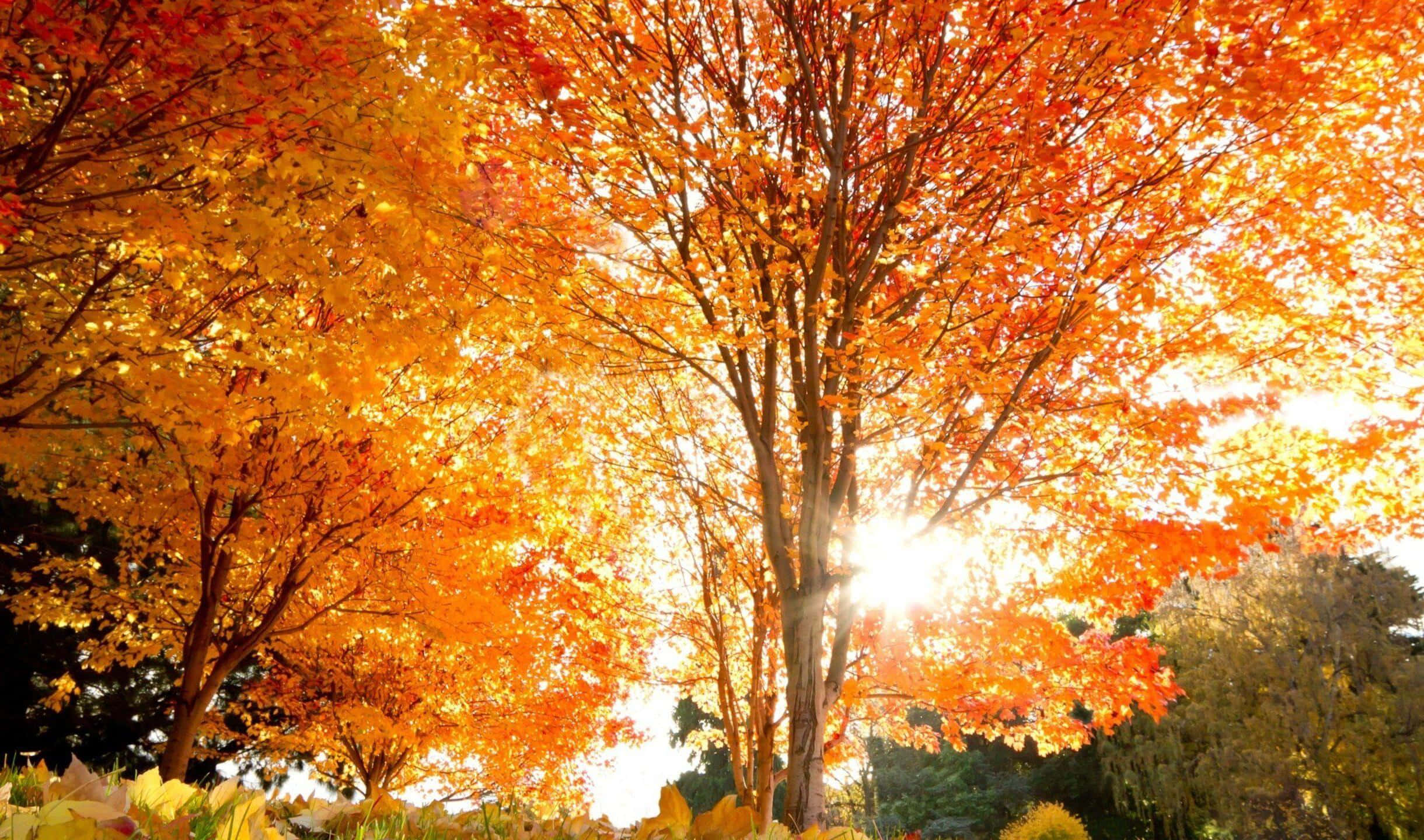 Autumn Leaves 桌布 壁紙 — 陽光穿過充滿活力的橙色和黃色楓葉，在秋天形成溫暖發光的天篷。