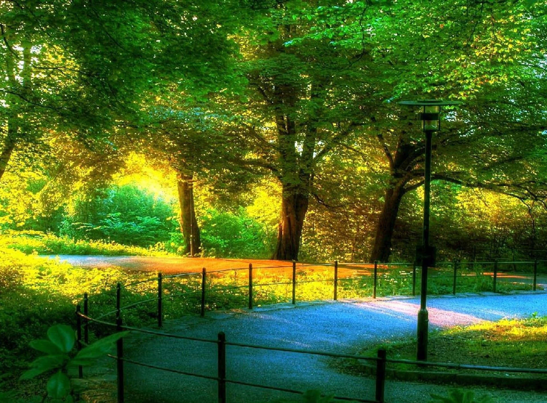 自然 桌布 壁紙 — 陽光穿過充滿活力的綠樹，在蜿蜒的公園小徑上投下金色光芒，小徑兩旁有黑色欄杆。