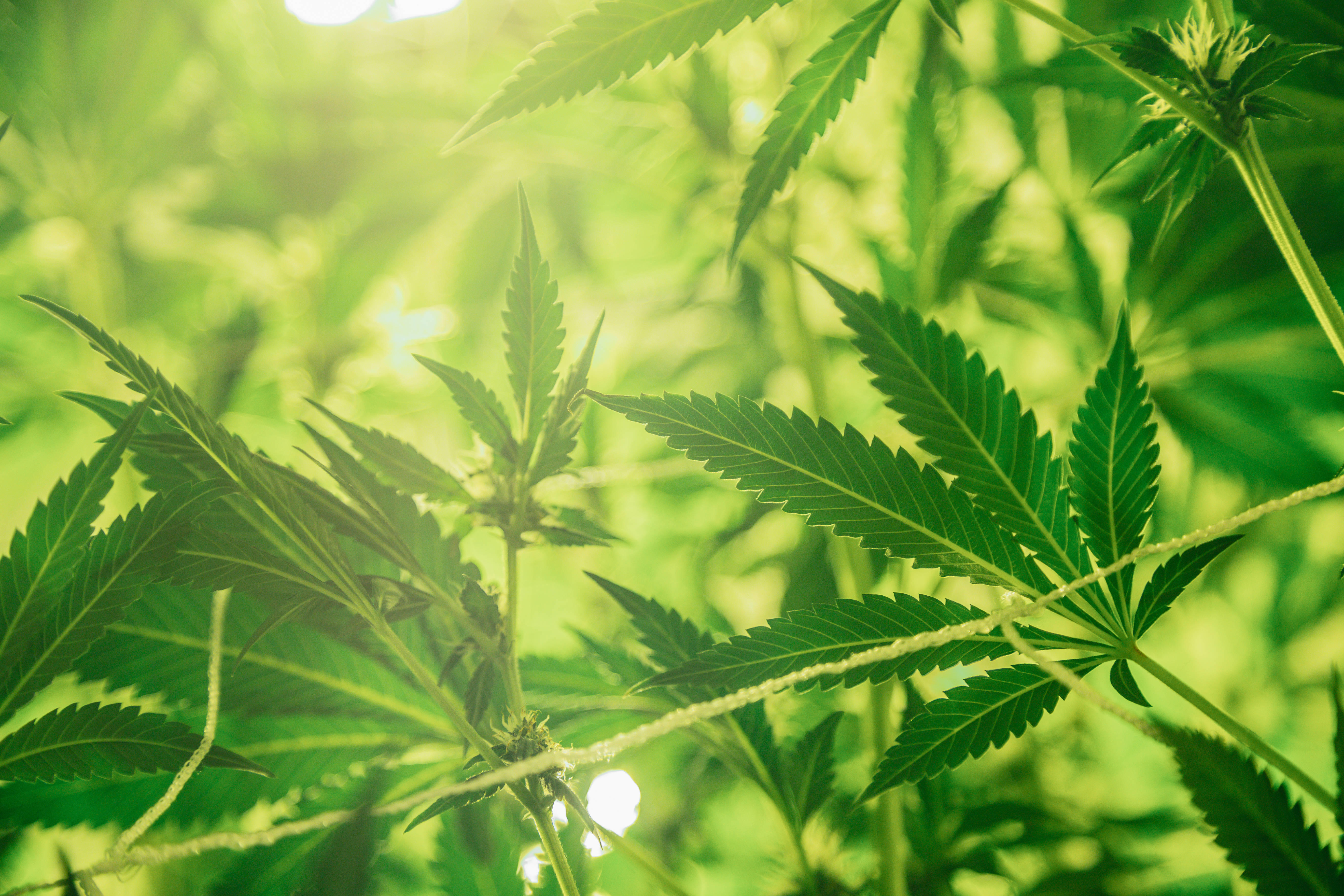 大麻 桌布 壁紙 — 陽光穿過充滿活力的綠色大麻葉，在茂密、柔和模糊的自然環境中。
