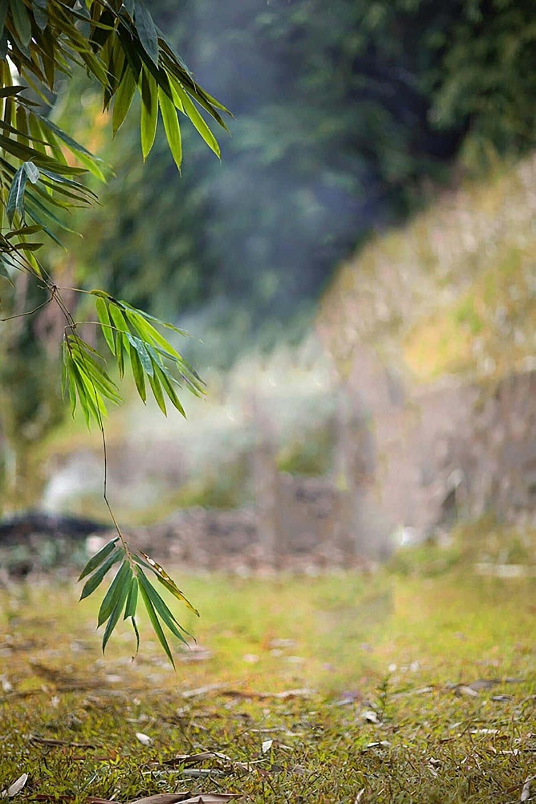Grass 桌布 壁紙 — 陽光穿過充滿活力的綠色竹葉，灑在長滿苔蘚的森林地面上，背景帶有柔和散景效果。