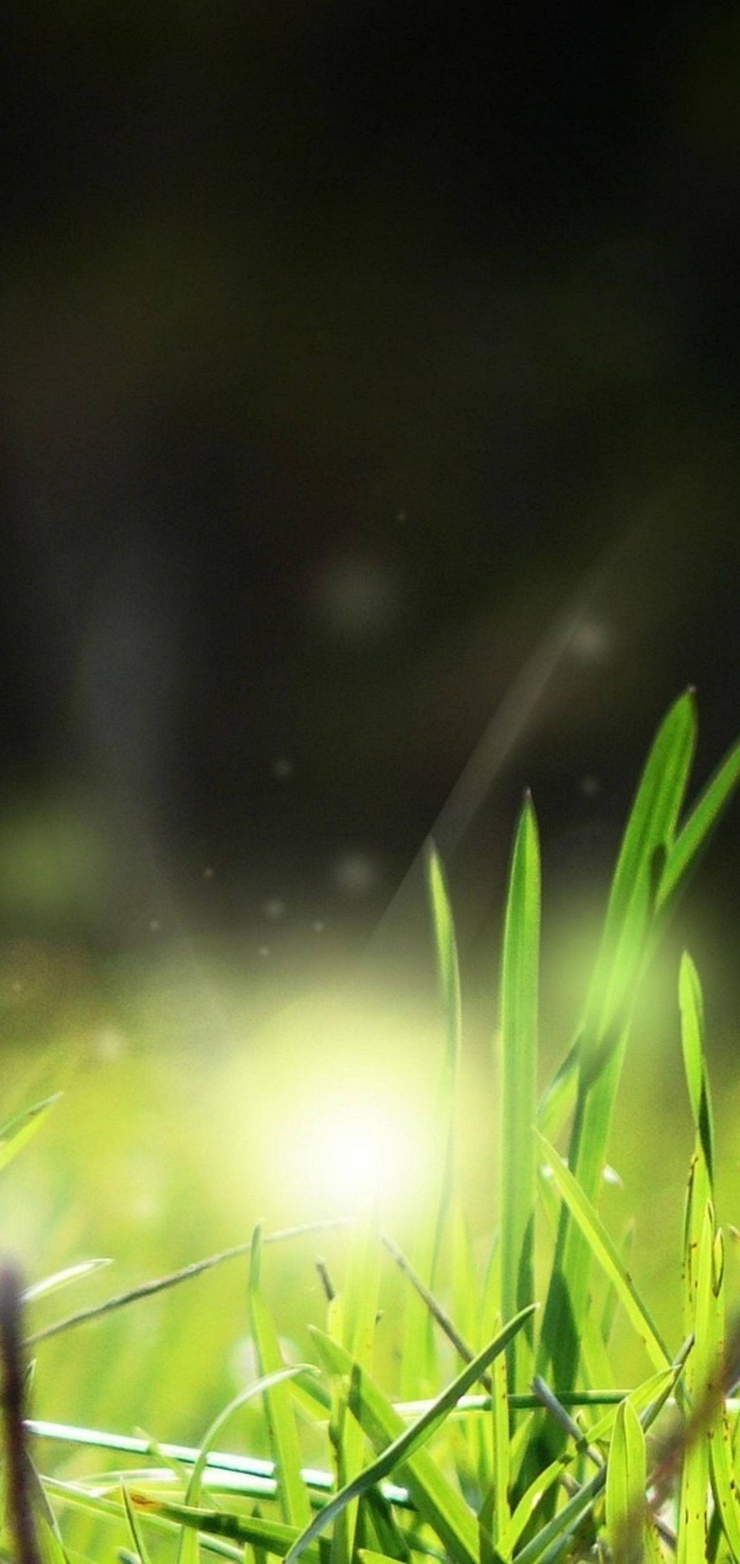 Grass 桌布 壁紙 — 陽光穿過充滿活力的綠色草葉，在自然戶外環境中創造出柔和發光的散景效果。