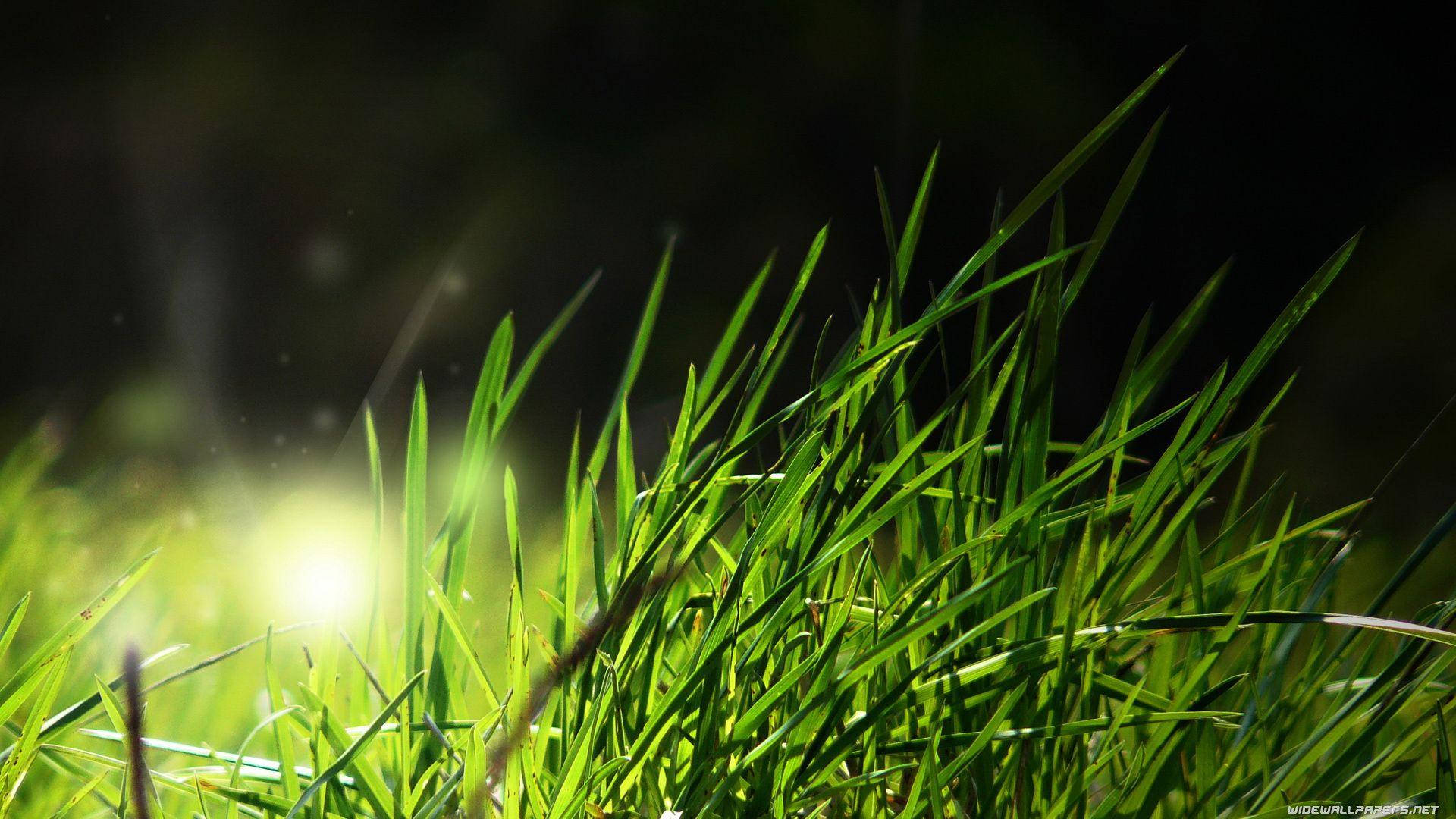 Grass 桌布 壁紙 — 陽光穿過充滿活力的綠色草葉，在黑暗模糊的背景上閃爍。