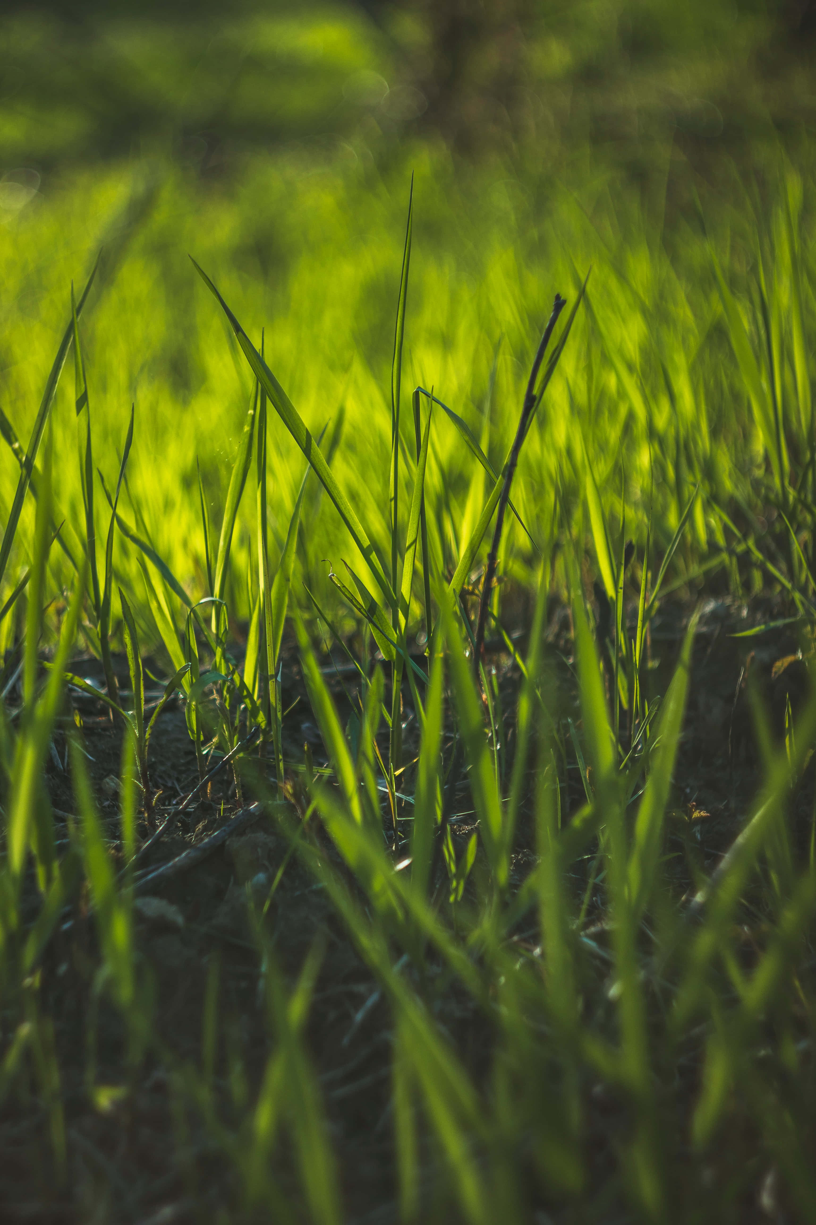 Grass 桌布 壁紙 — 陽光穿過充滿活力的綠色草葉，營造出柔和發光的效果，景深較淺。