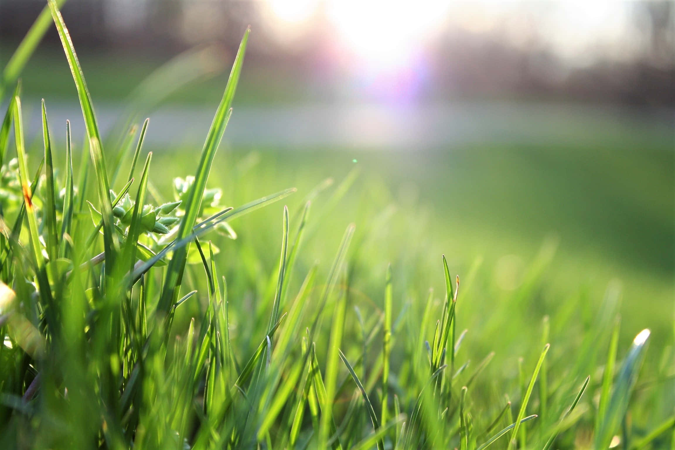 Grass 桌布 壁紙 — 陽光穿過充滿活力的綠色草葉閃爍，營造出淺景深和柔和散景背景。