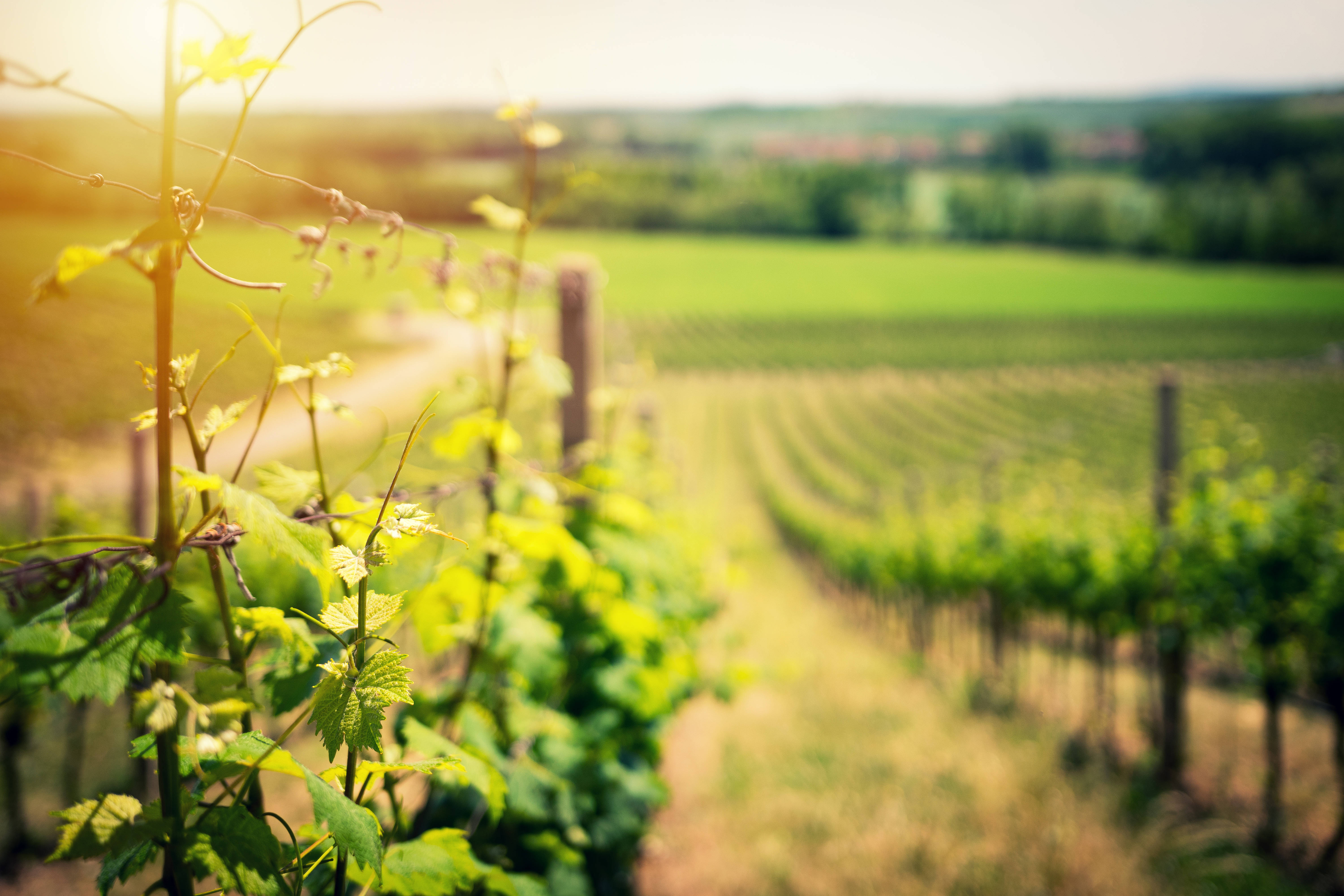 drinking wine 桌布 壁紙 — 陽光穿過充滿活力的綠色葡萄藤，灑落在寧靜的葡萄園中，延伸至朦朧的田園風光。