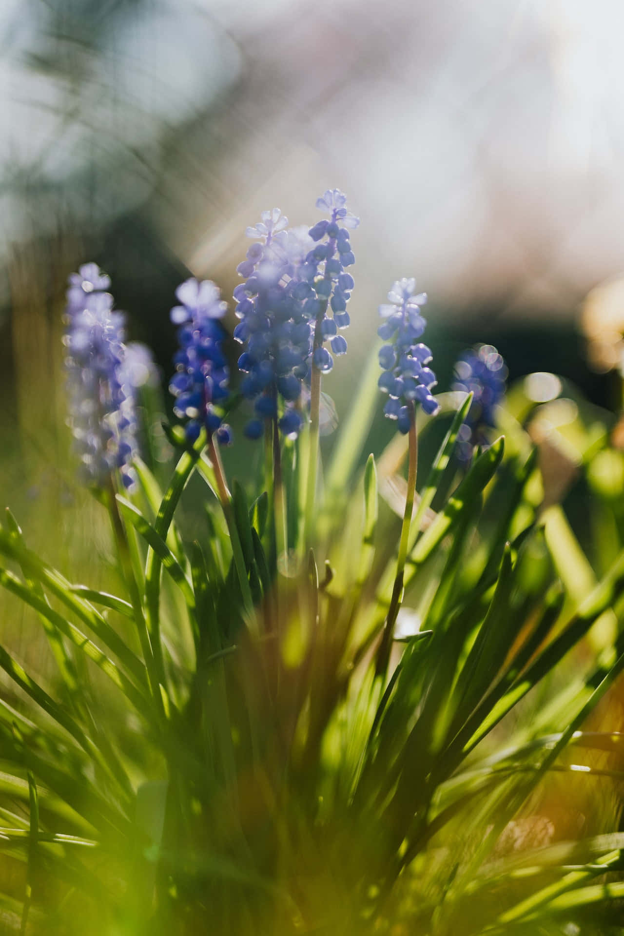 Hyacinth 桌布 壁紙 — 陽光穿過充滿活力的綠草，照亮了柔焦中精緻的紫色葡萄風信子花朵。