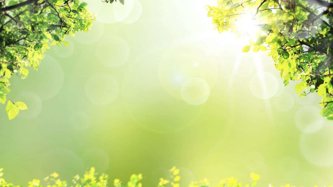 1280x720 桌布 壁紙 — 陽光穿過充滿活力的綠葉，在自然戶外環境中營造出柔和發光的散景效果。