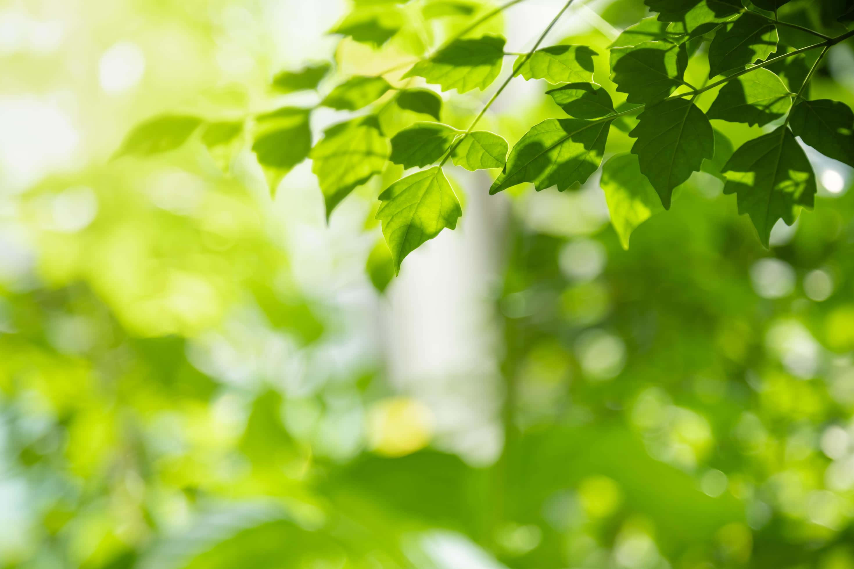 Greenery 桌布 壁紙 — 陽光穿過充滿活力的綠葉，在茂密的森林中營造出柔和發光的散景效果。