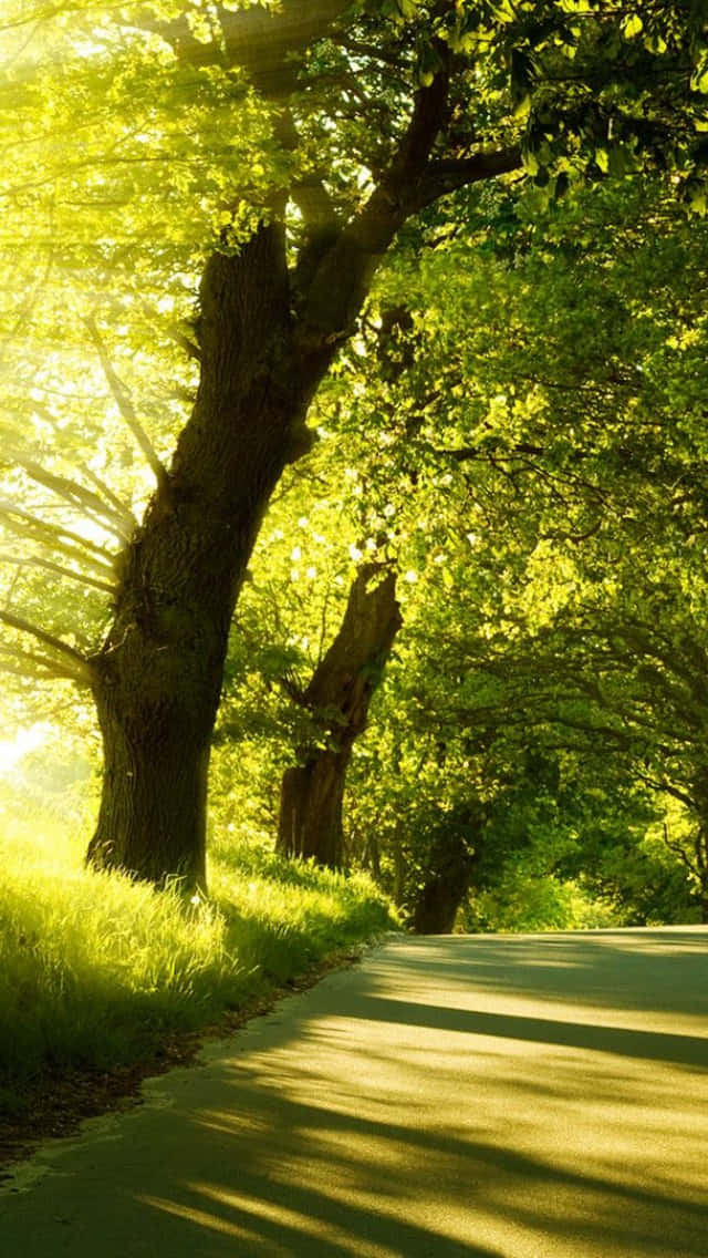 風景 桌布 壁紙 — 陽光穿過充滿活力的綠葉，在蜿蜒的森林道路上投下斑駁的陰影。