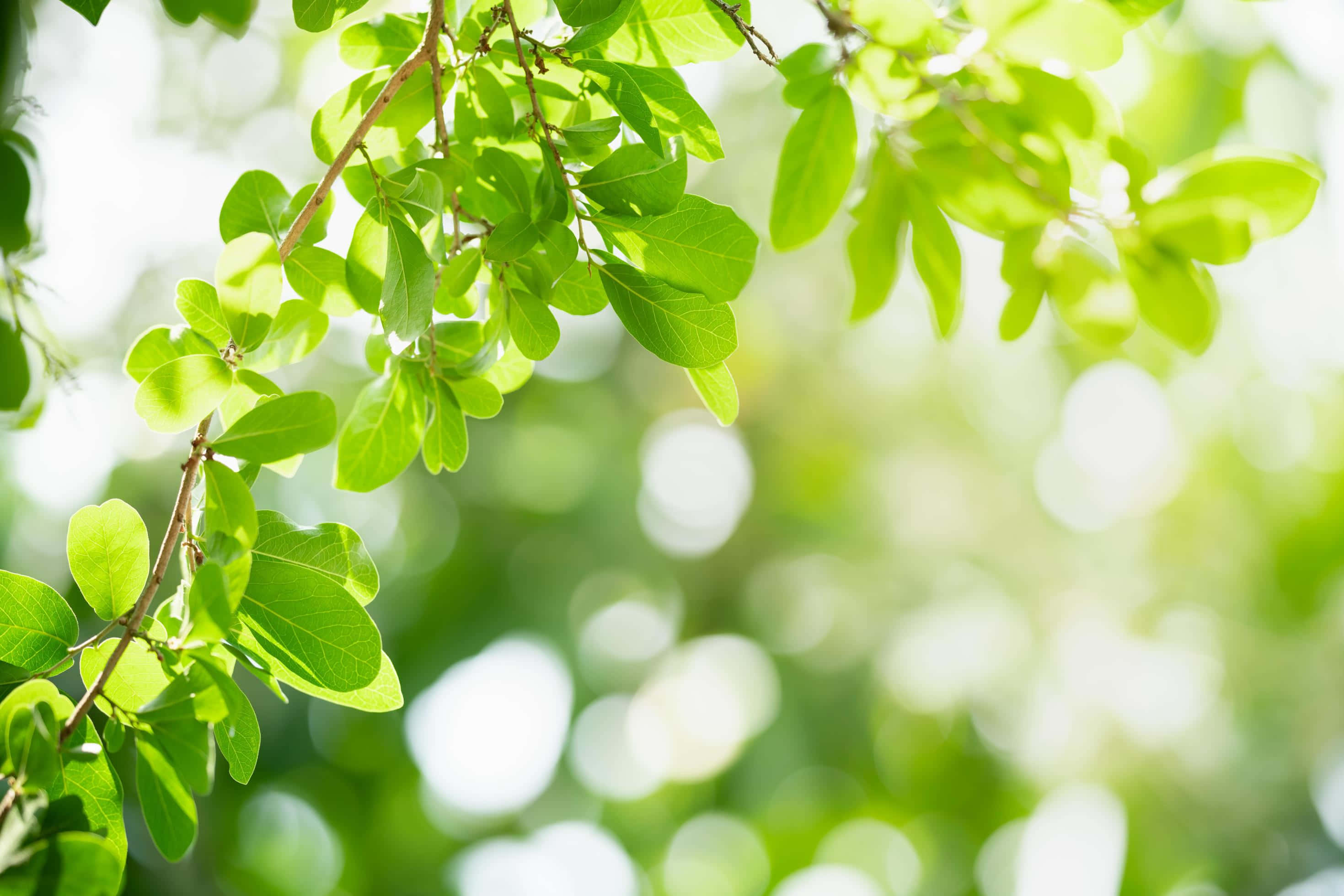 Greenery 桌布 壁紙 — 陽光穿過充滿活力的綠葉，營造出柔和散景背景，帶有自然溫暖感。