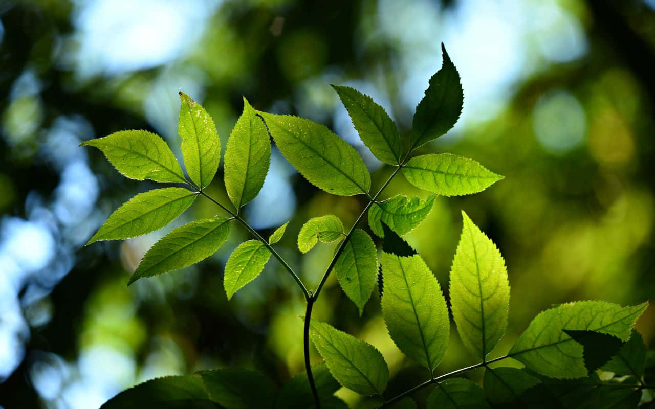 1280x800 桌布 壁紙 — 陽光穿過充滿活力的綠葉，營造出柔和散景背景，細膩的葉脈清晰可見。