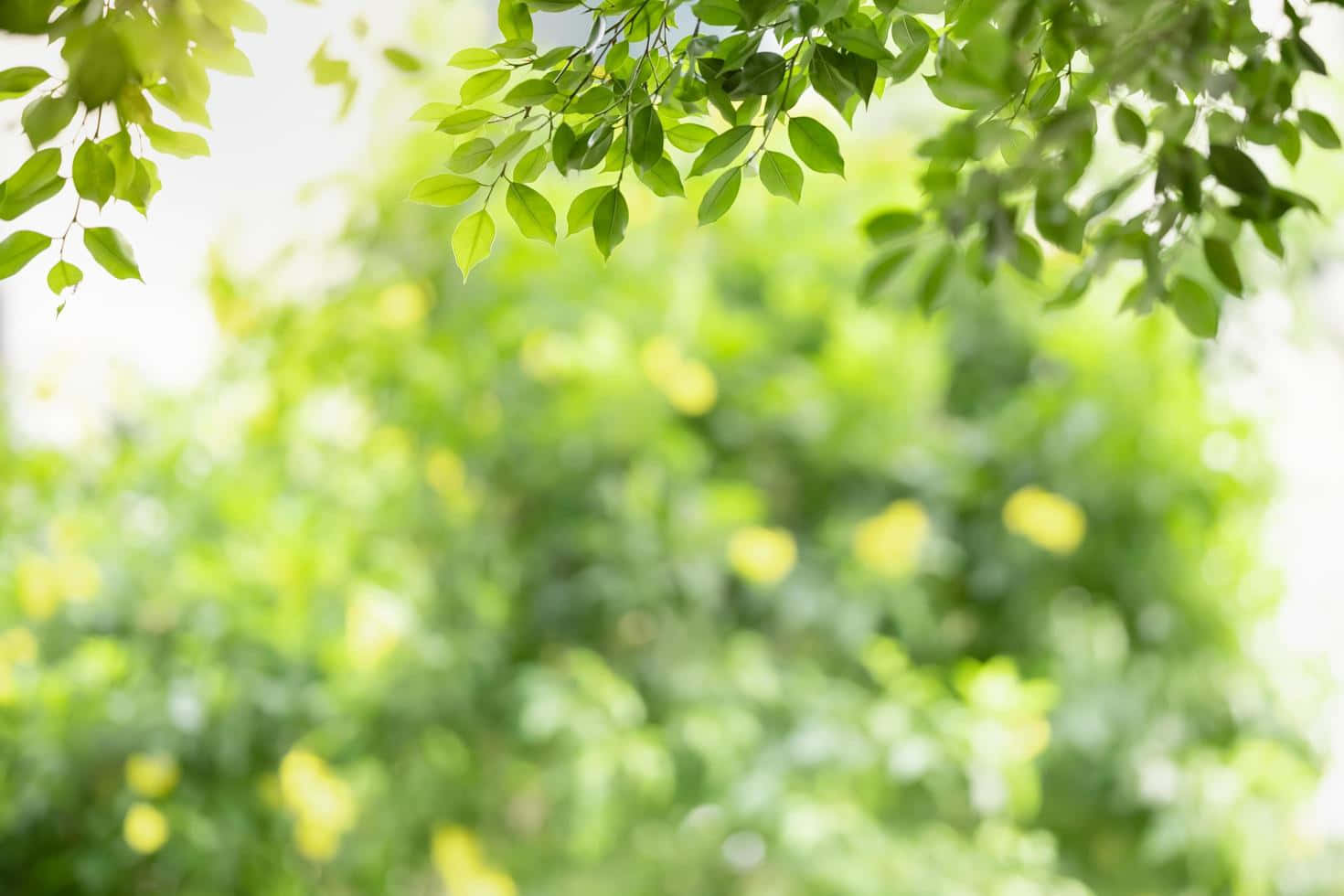 Greenery 桌布 壁紙 — 陽光穿過充滿活力的綠葉，營造出柔和散景背景，帶有黃色花朵的點綴。