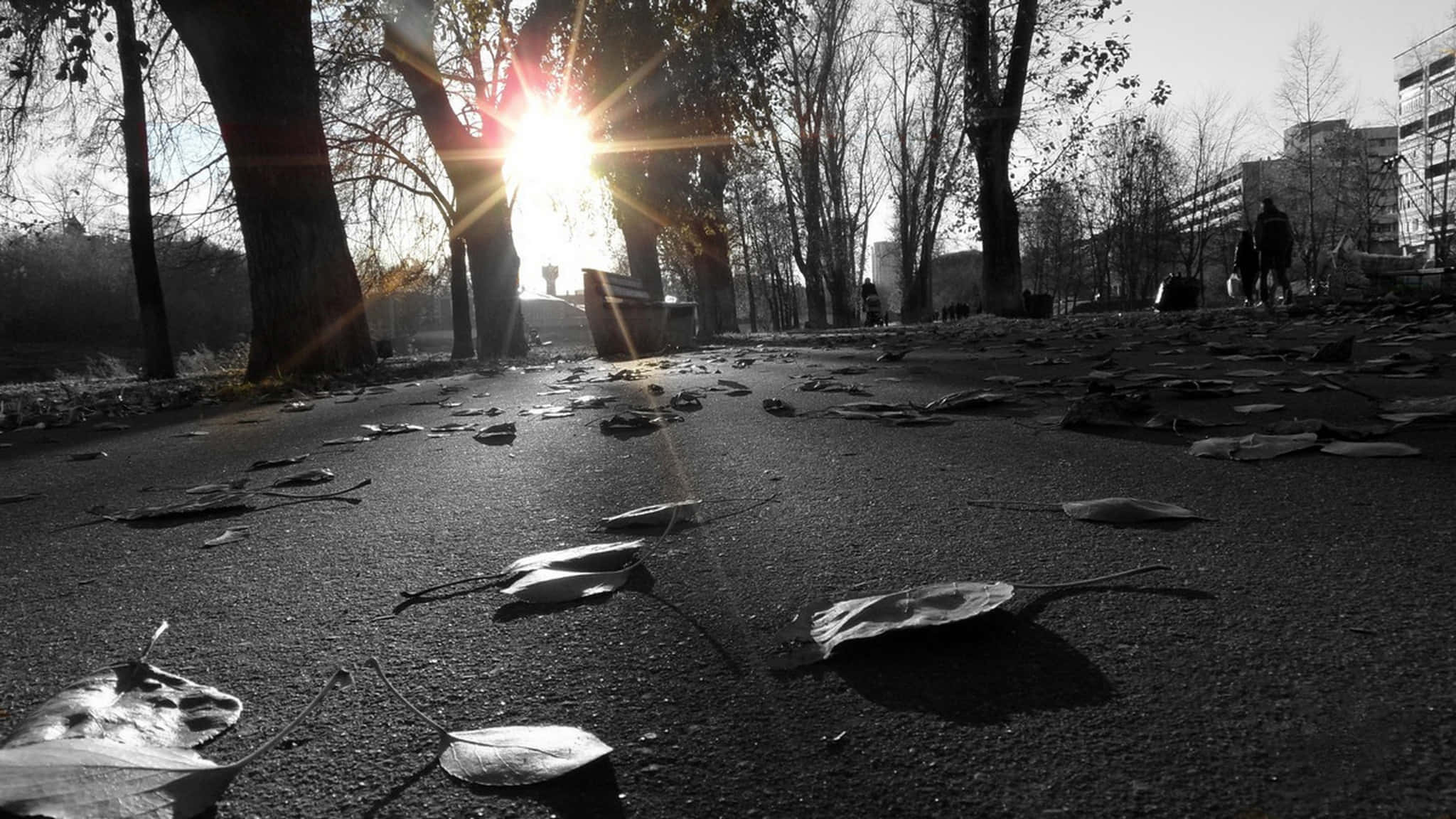 Sidewalk 桌布 壁紙 — 陽光穿過光禿禿的樹木，在鋪滿落葉的人行道上投下長長的影子。